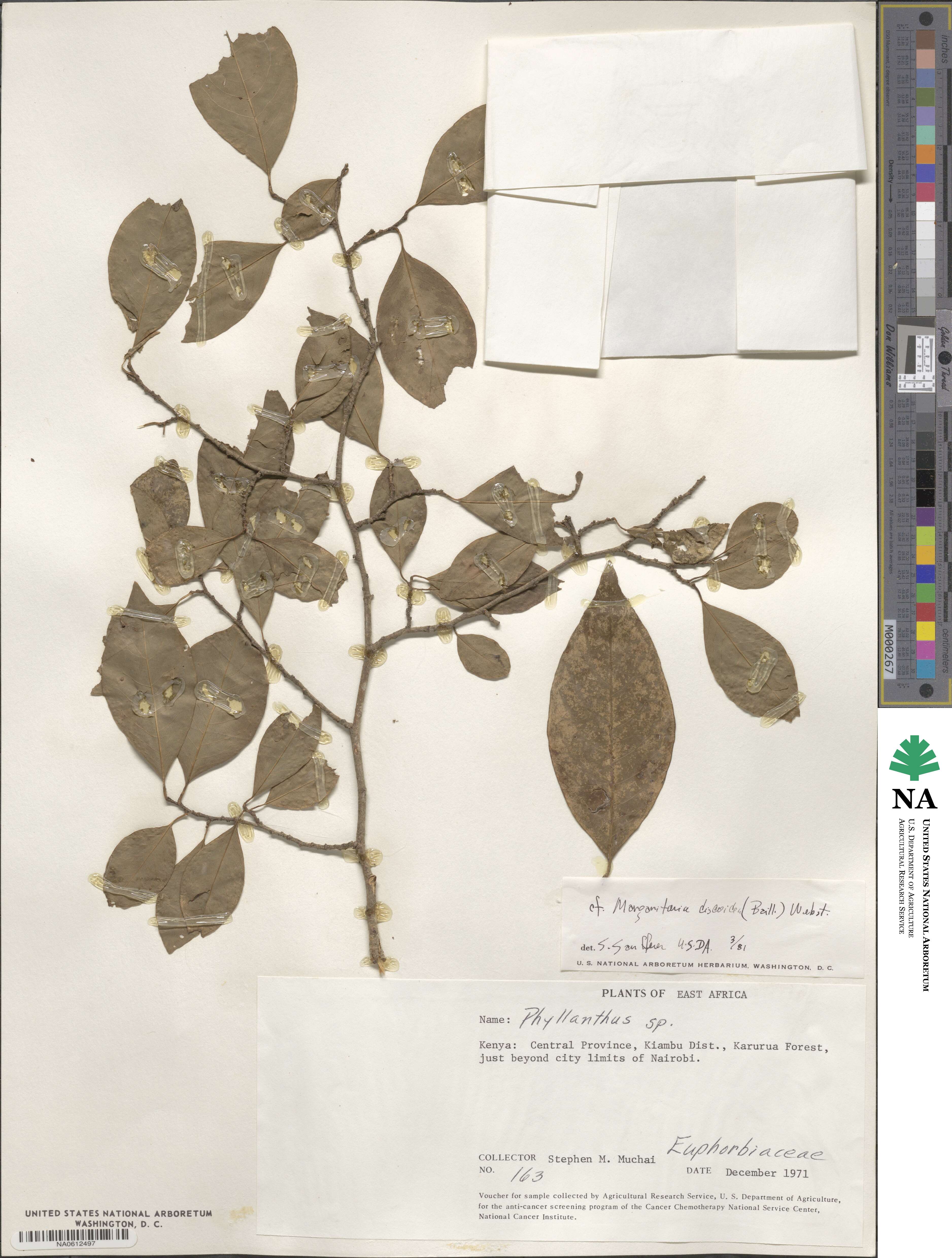 Margaritaria discoidea image