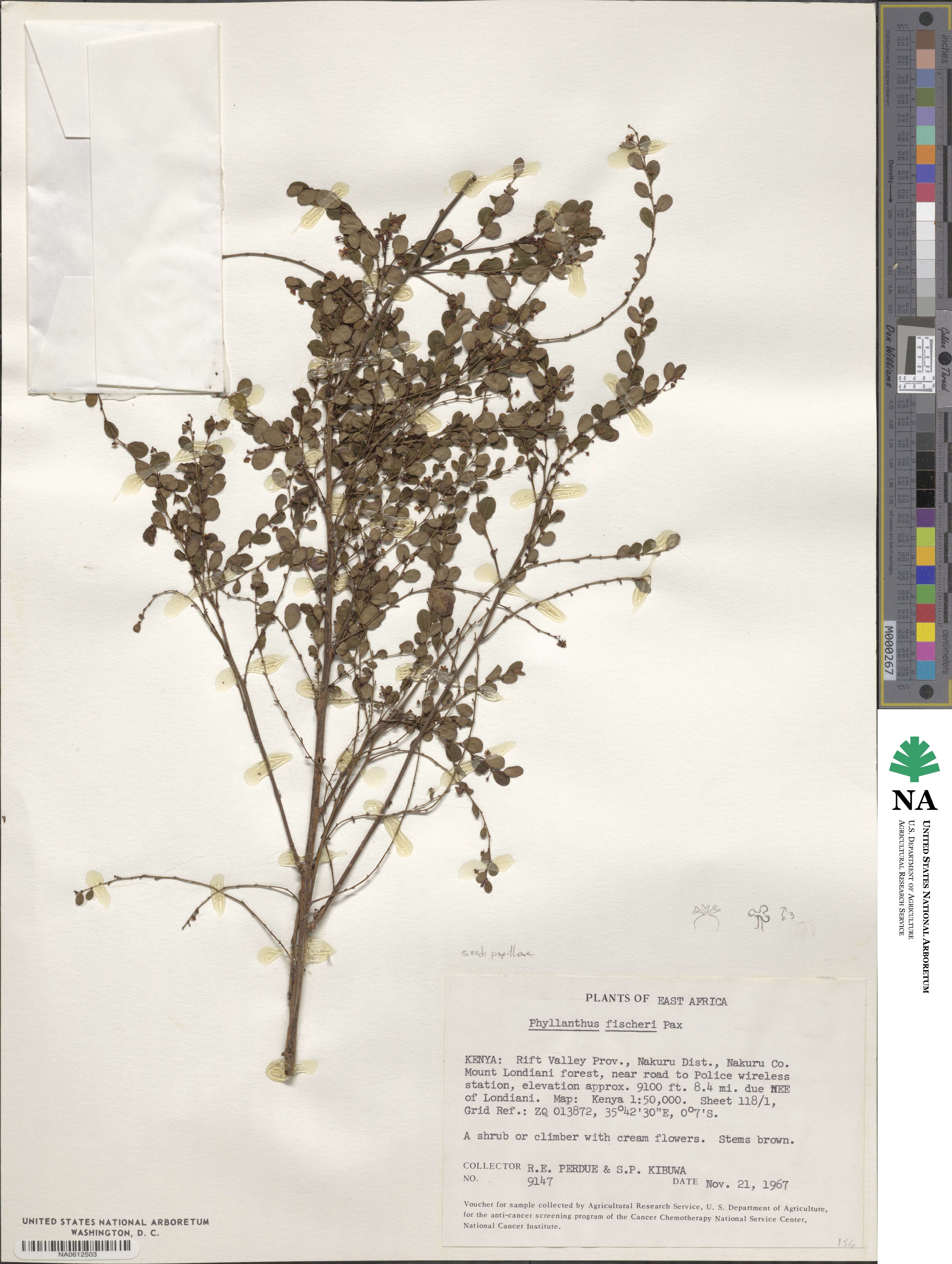 Phyllanthus fischeri image