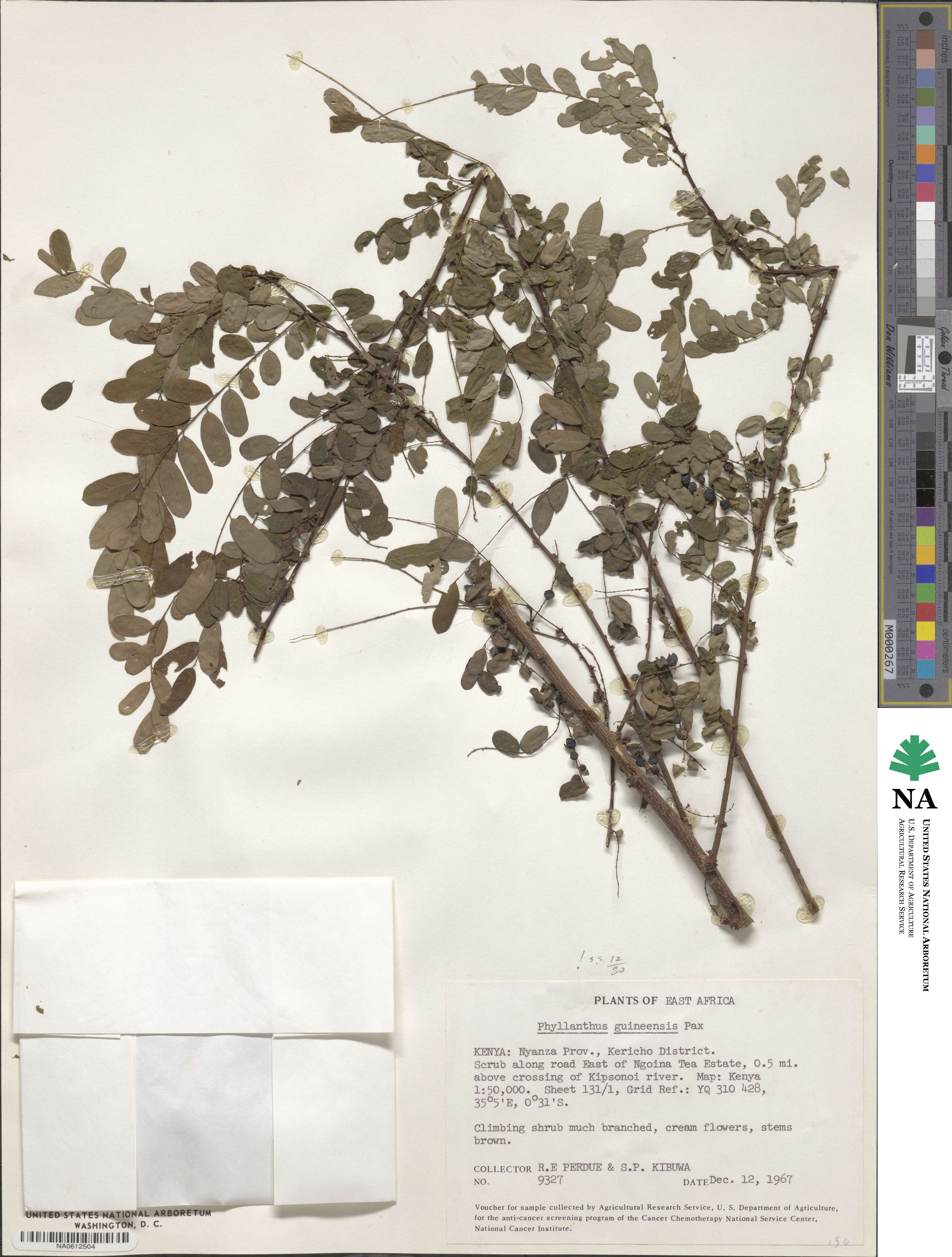 Phyllanthus ovalifolius image