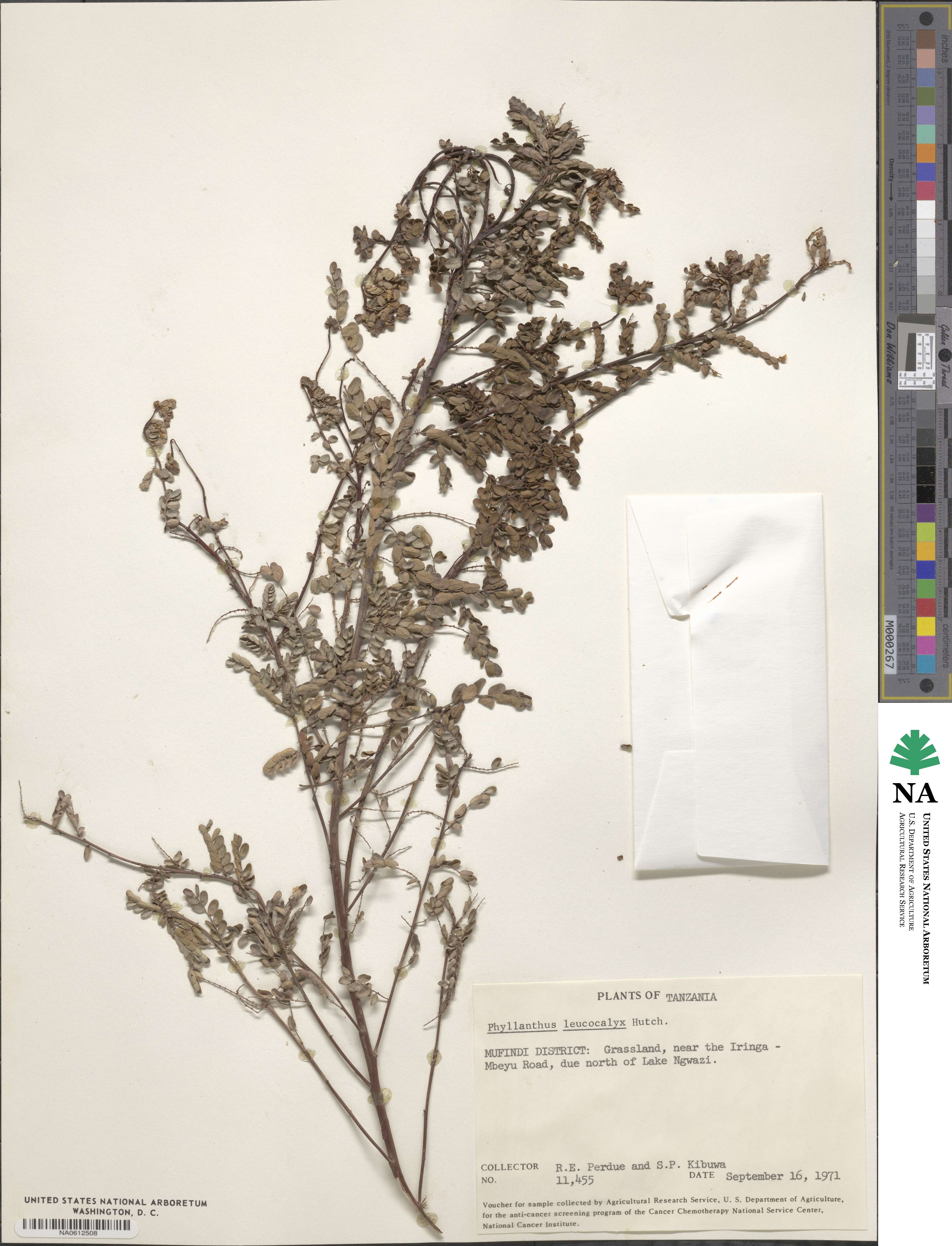 Phyllanthus leucocalyx image