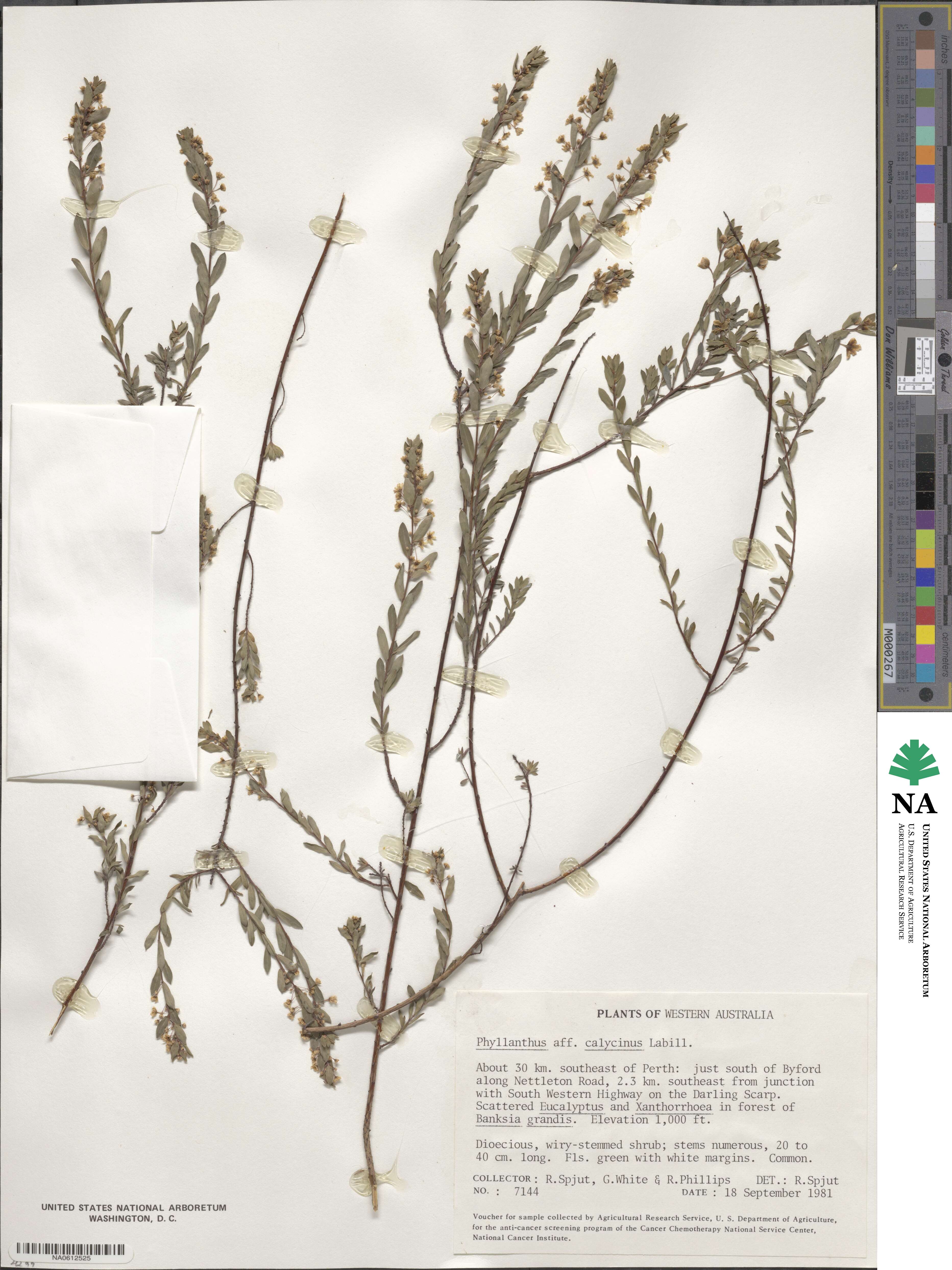 Phyllanthus calycinus image