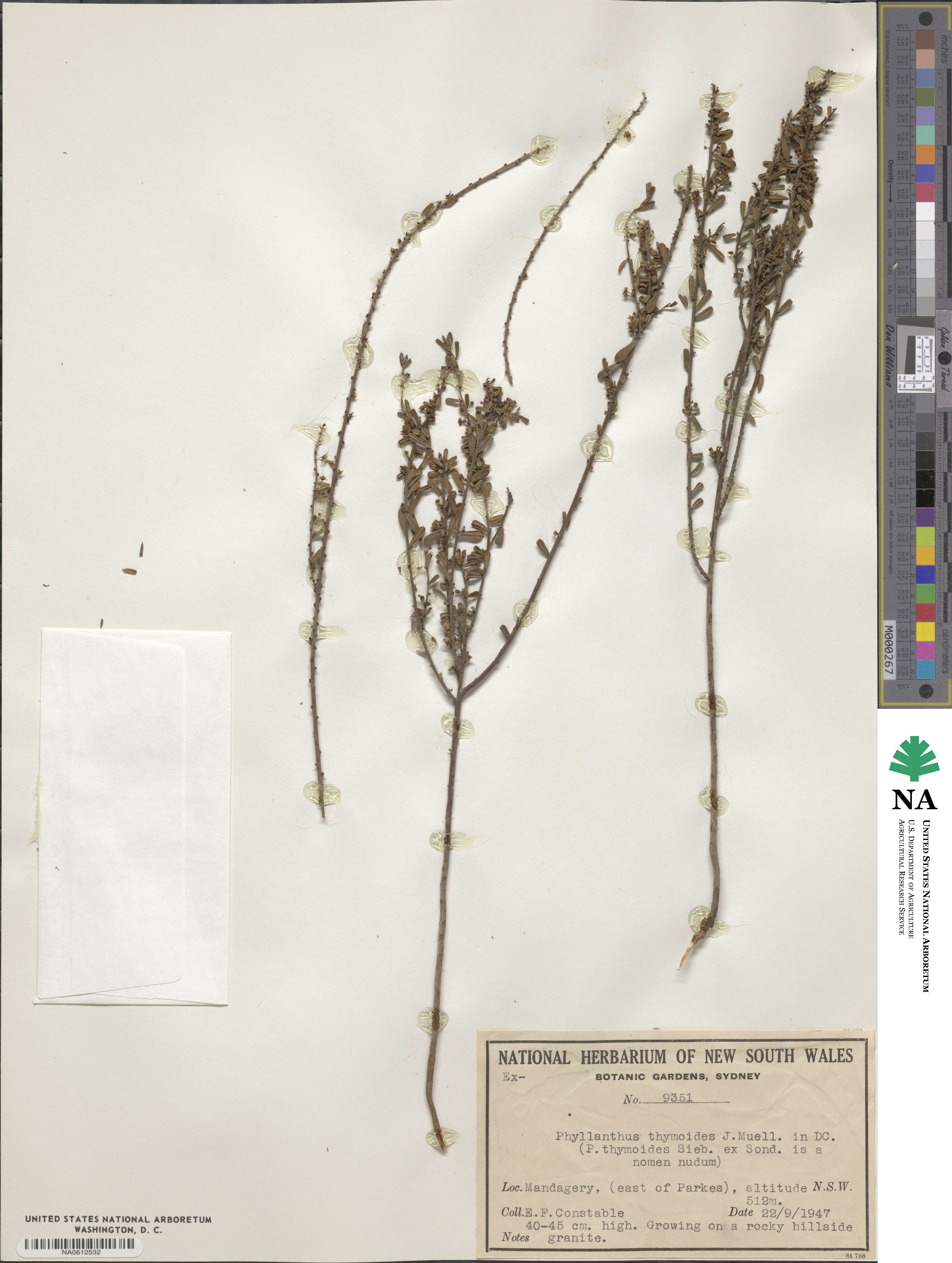Phyllanthus hirtellus image