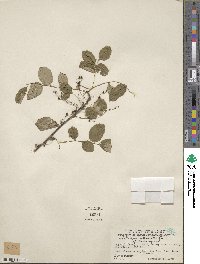 Phyllanthus reticulatus image