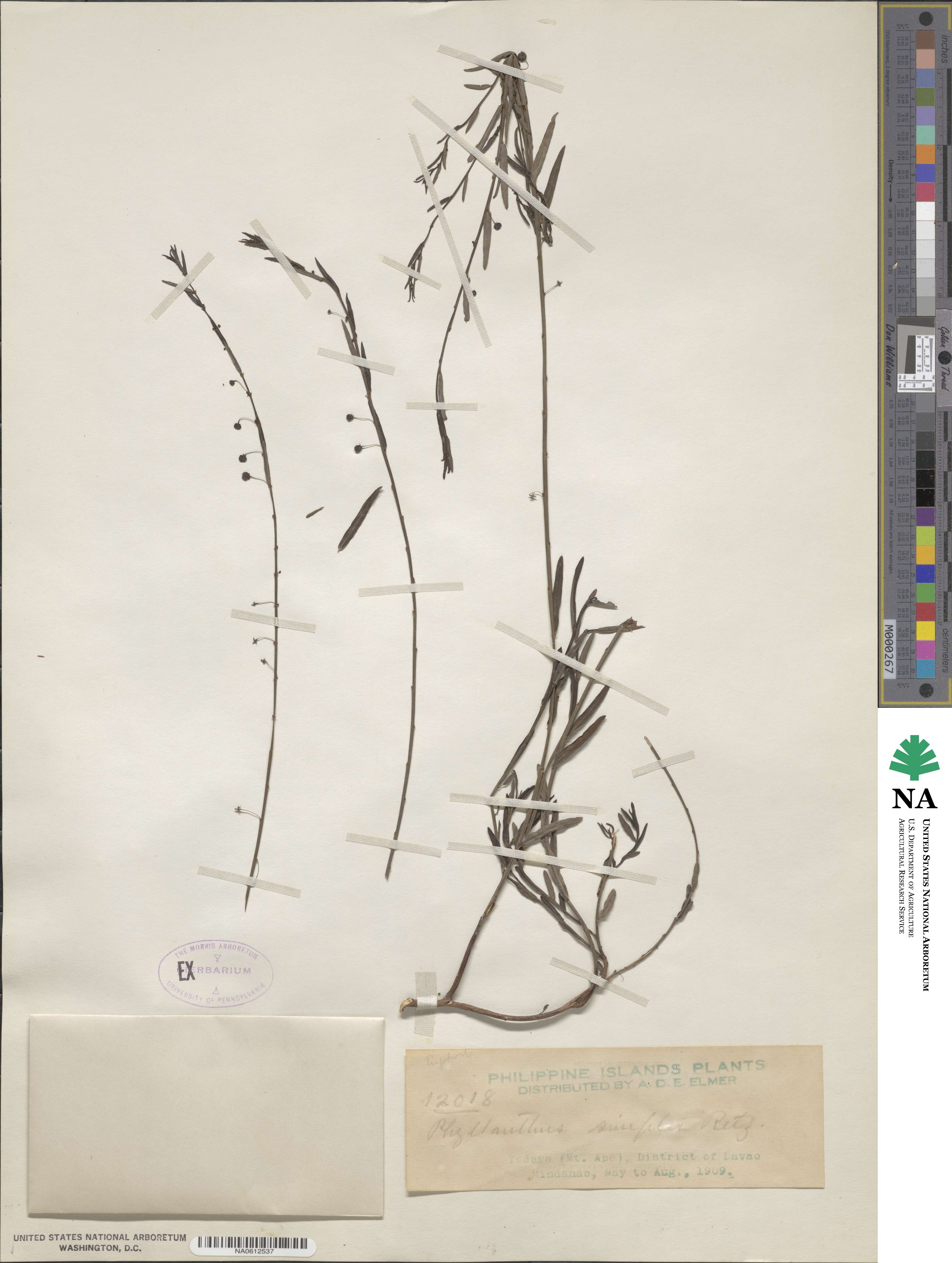 Phyllanthus virgatus image