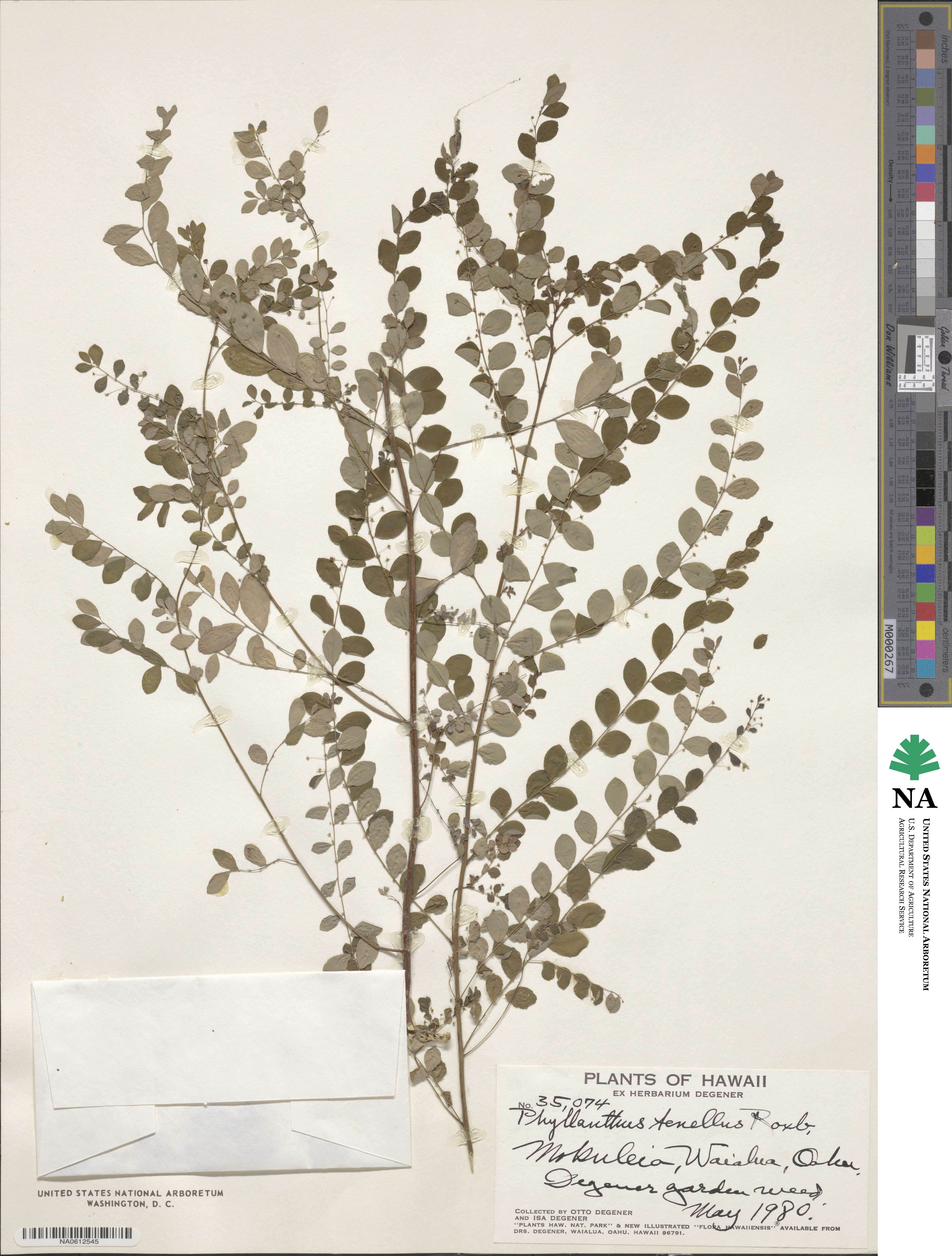 Phyllanthus tenellus image