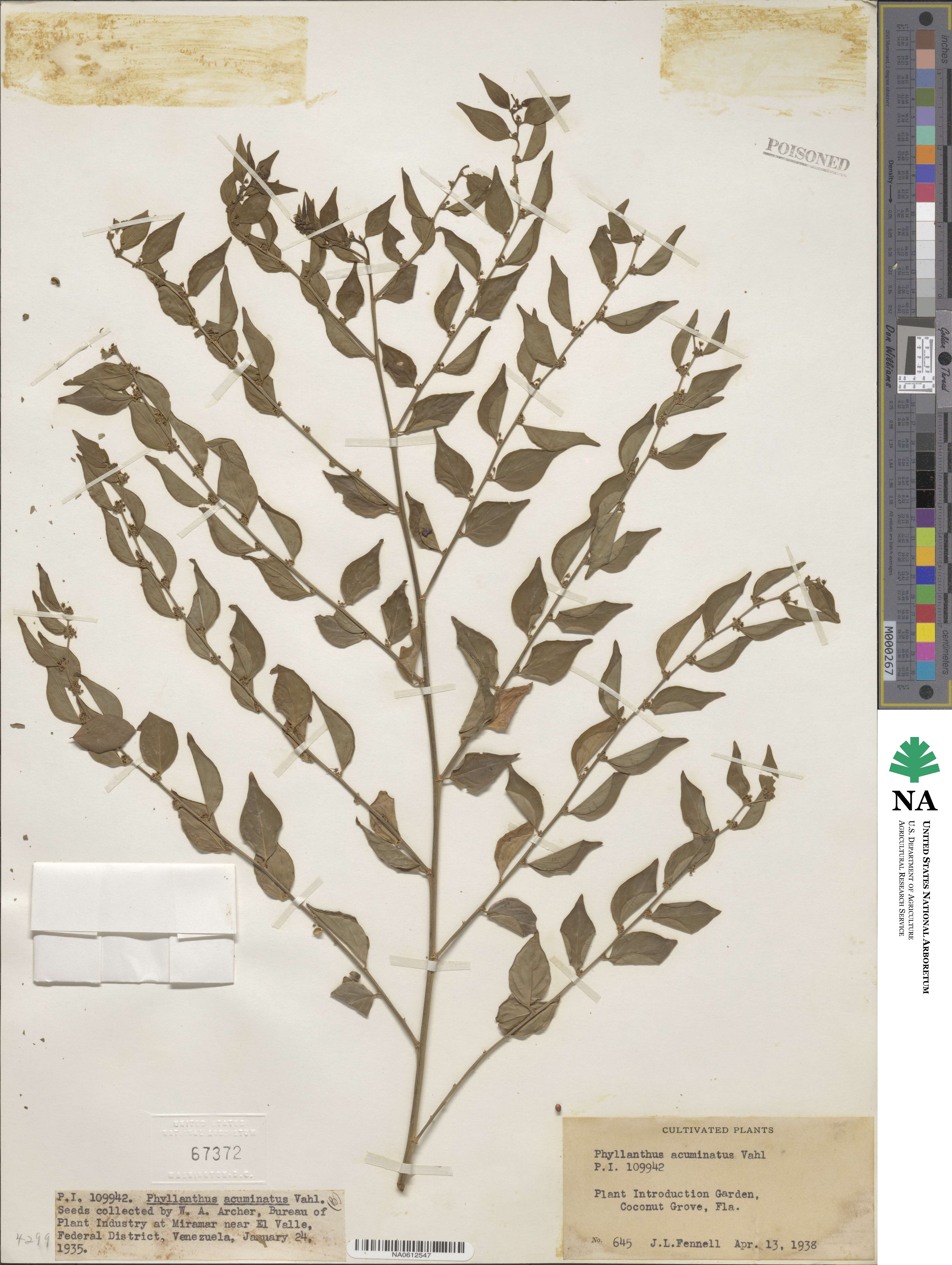 Phyllanthus acuminatus image