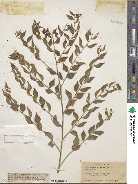 Phyllanthus acuminatus image