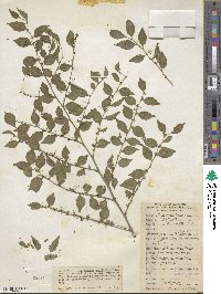 Phyllanthus acuminatus image