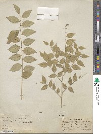 Phyllanthus acuminatus image