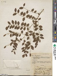 Phyllanthus acuminatus image