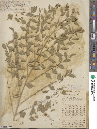 Phyllanthus acuminatus image