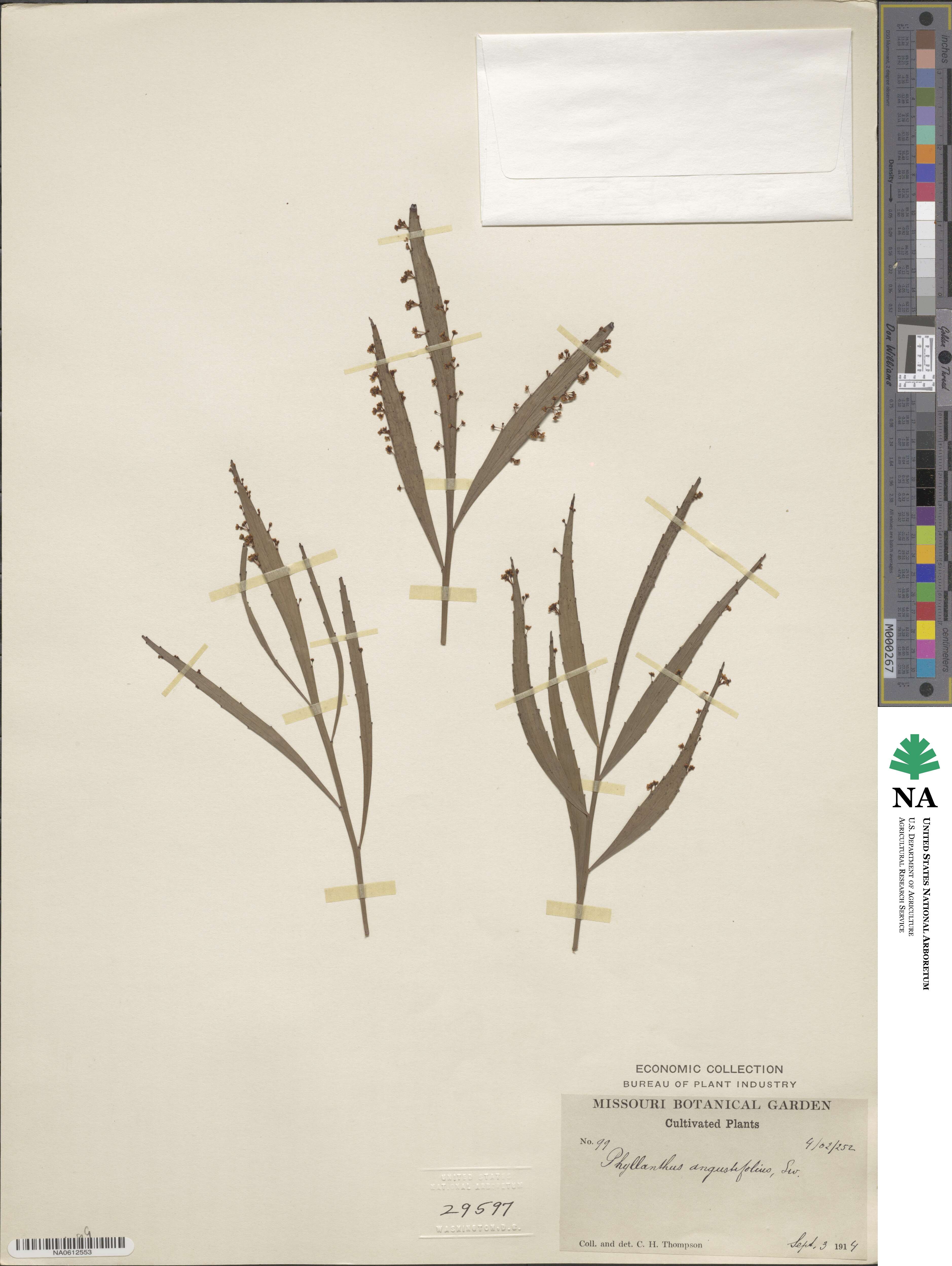Phyllanthus angustifolius image