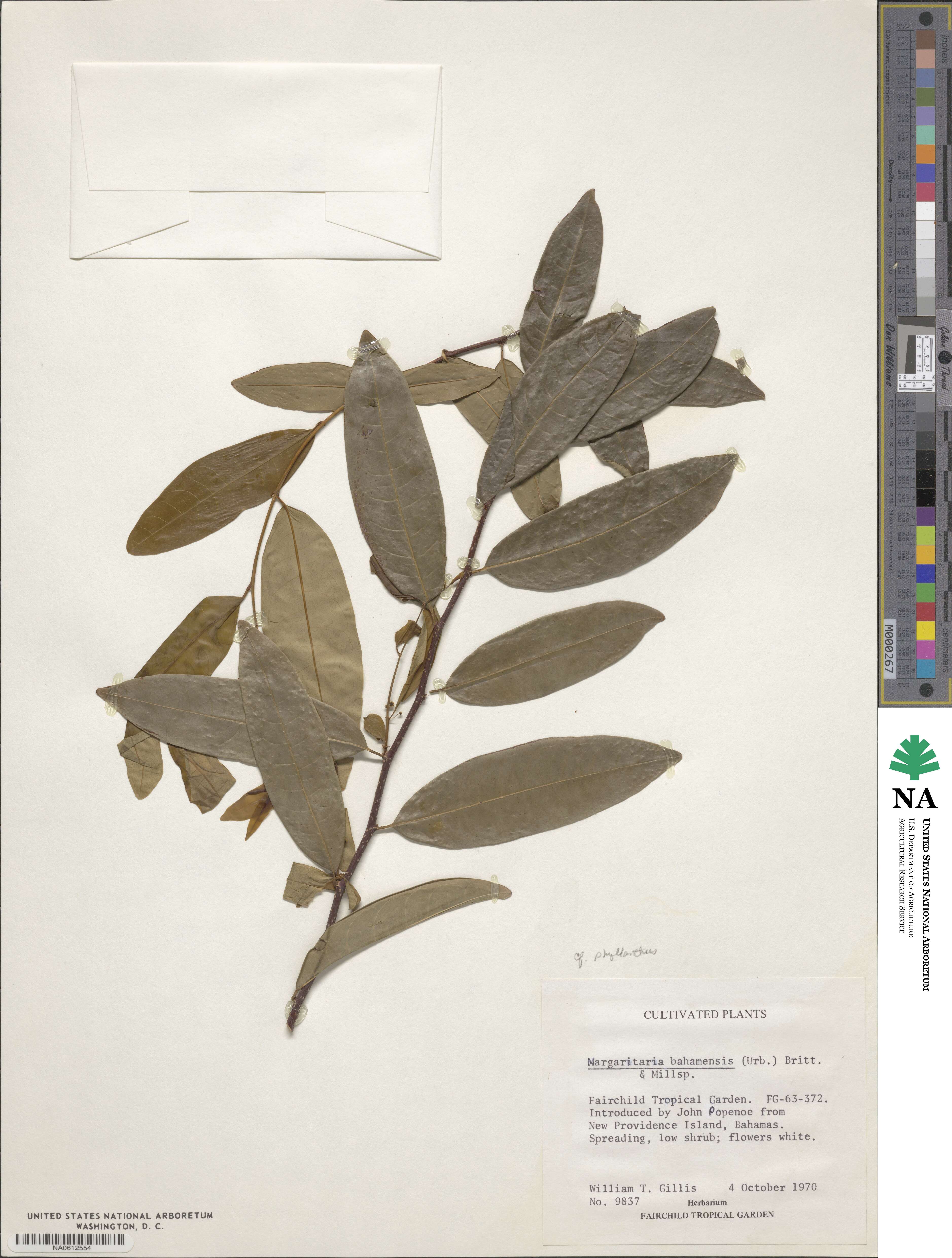 Margaritaria scandens image