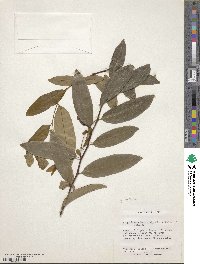 Image of Margaritaria scandens