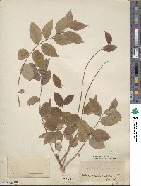 Phyllanthus distichus image