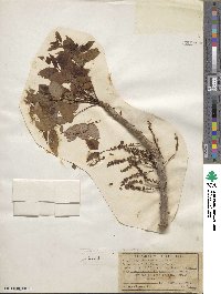 Phyllanthus distichus image