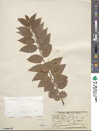 Phyllanthus distichus image