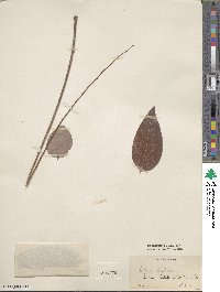 Phyllanthus distichus image