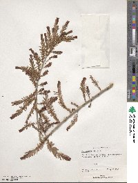 Phyllanthus emblica image