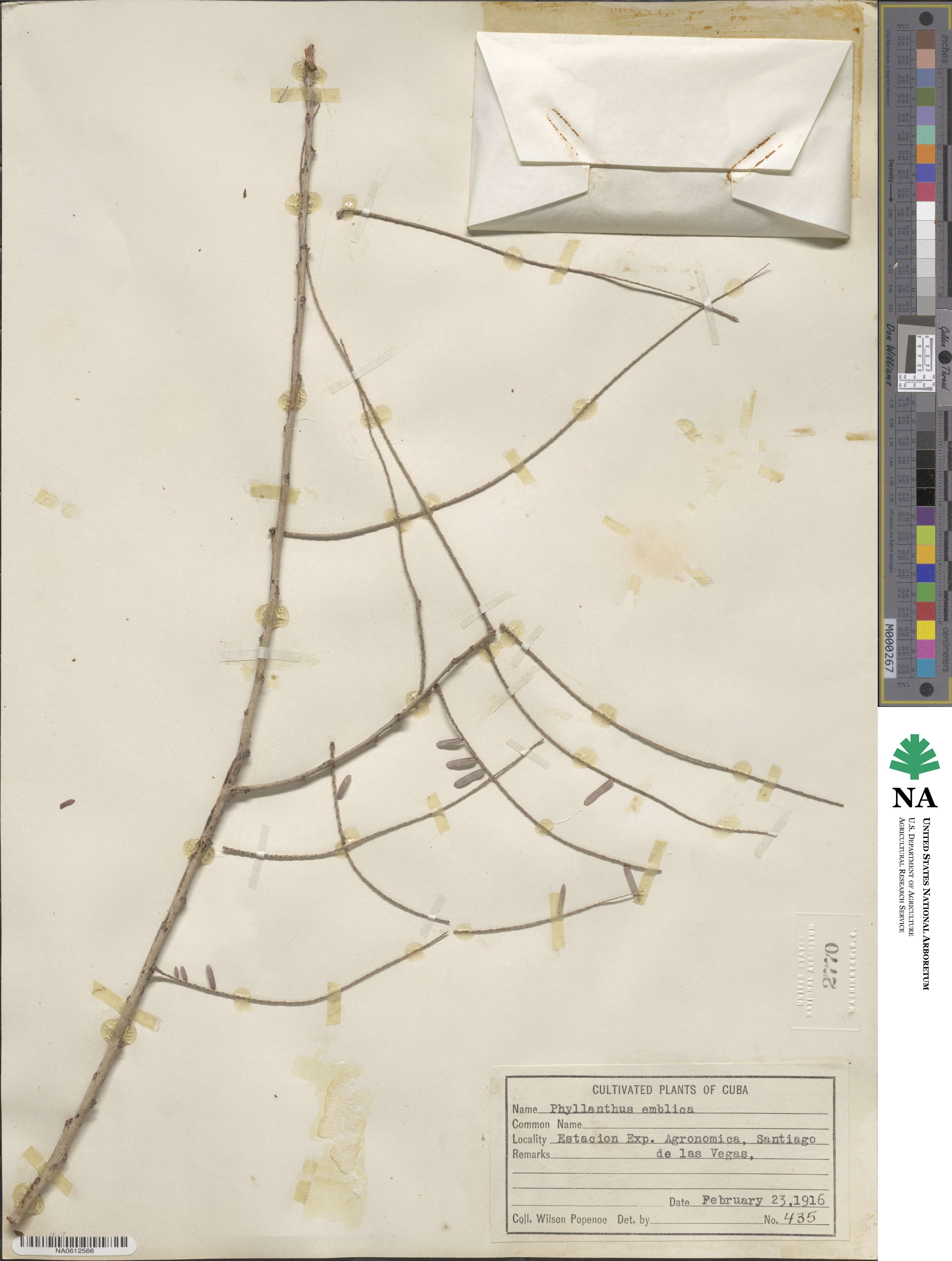 Phyllanthus emblica image