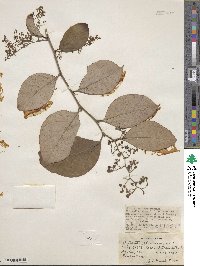 Phyllanthus glaucescens image