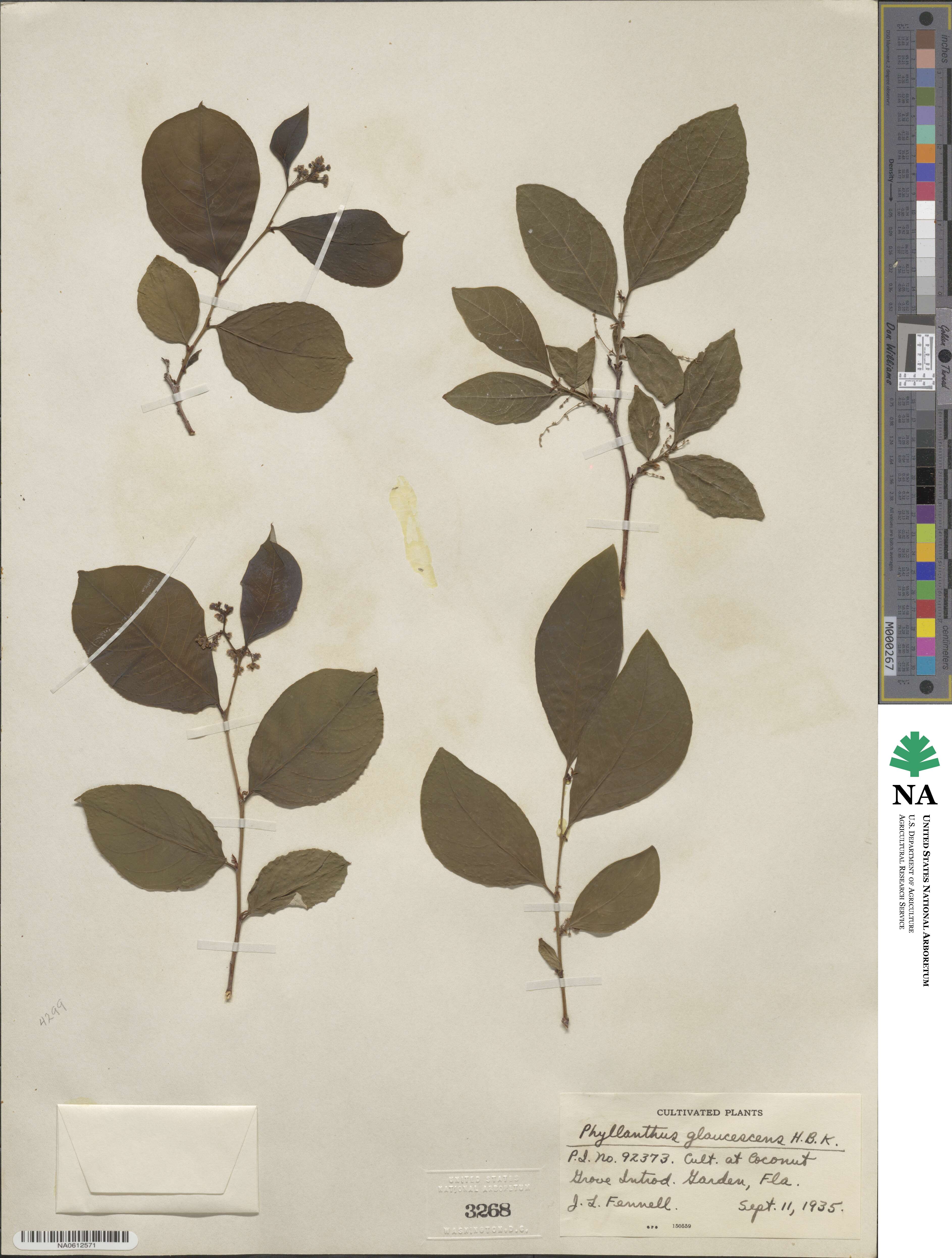 Phyllanthus image