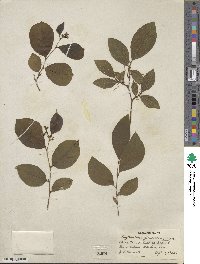 Phyllanthus glaucescens image