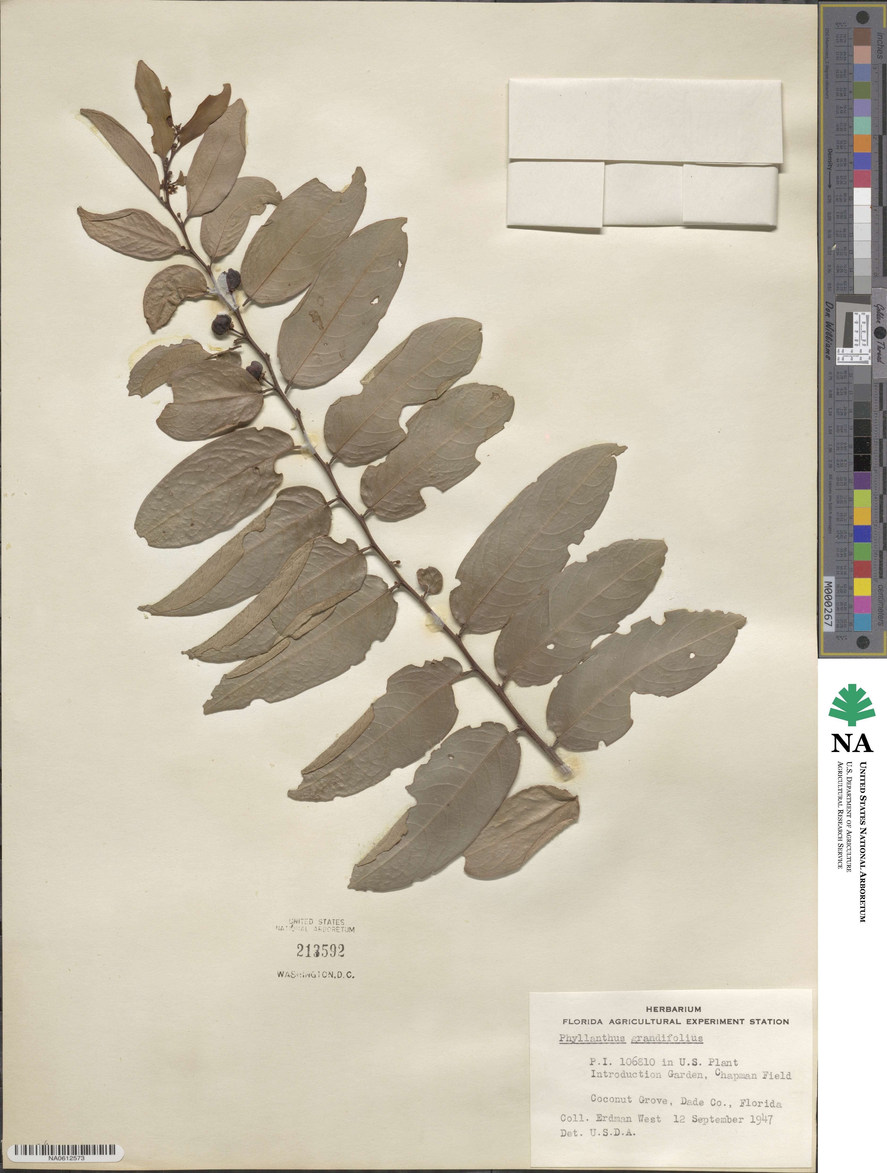 Phyllanthus grandifolius image