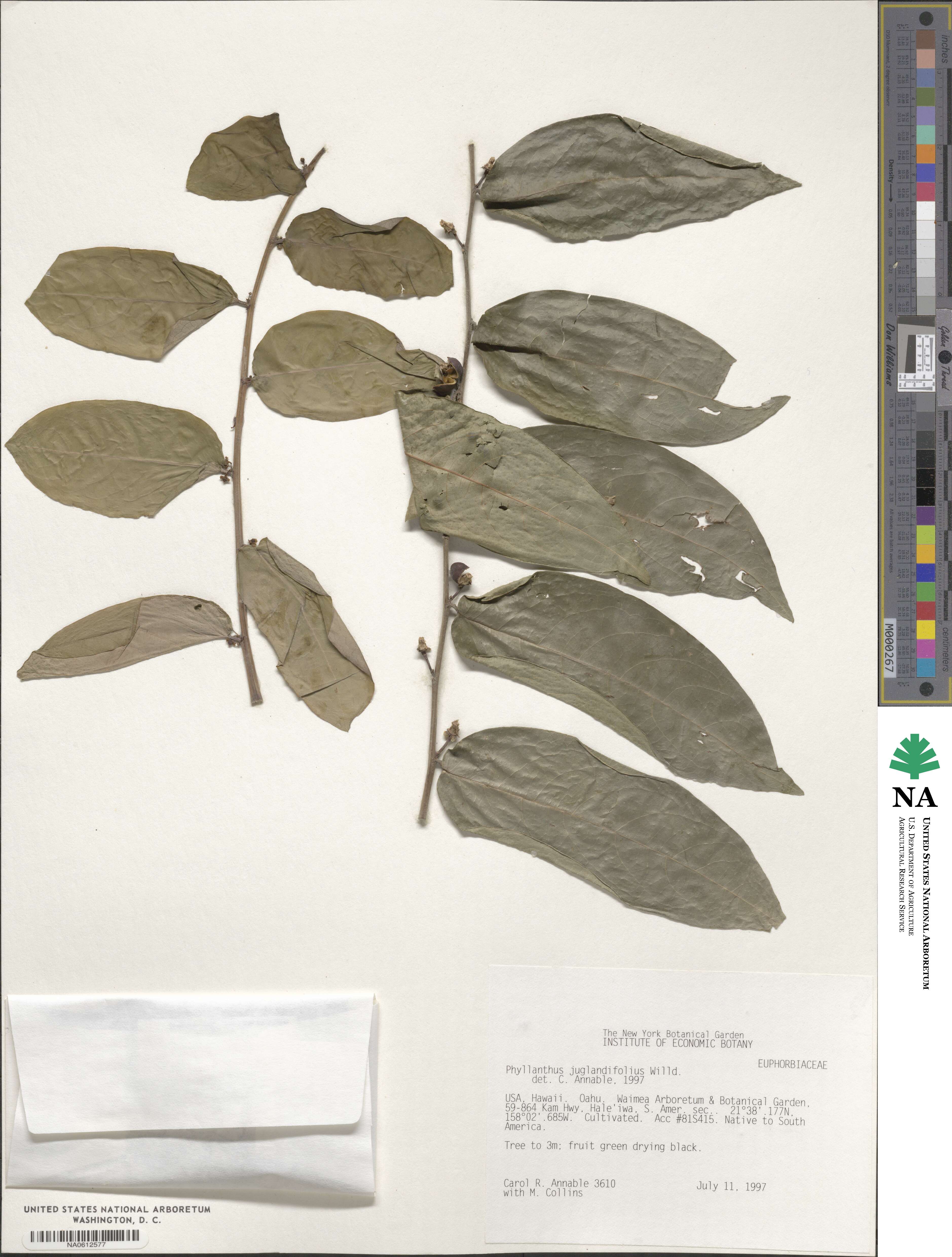 Phyllanthus juglandifolius image