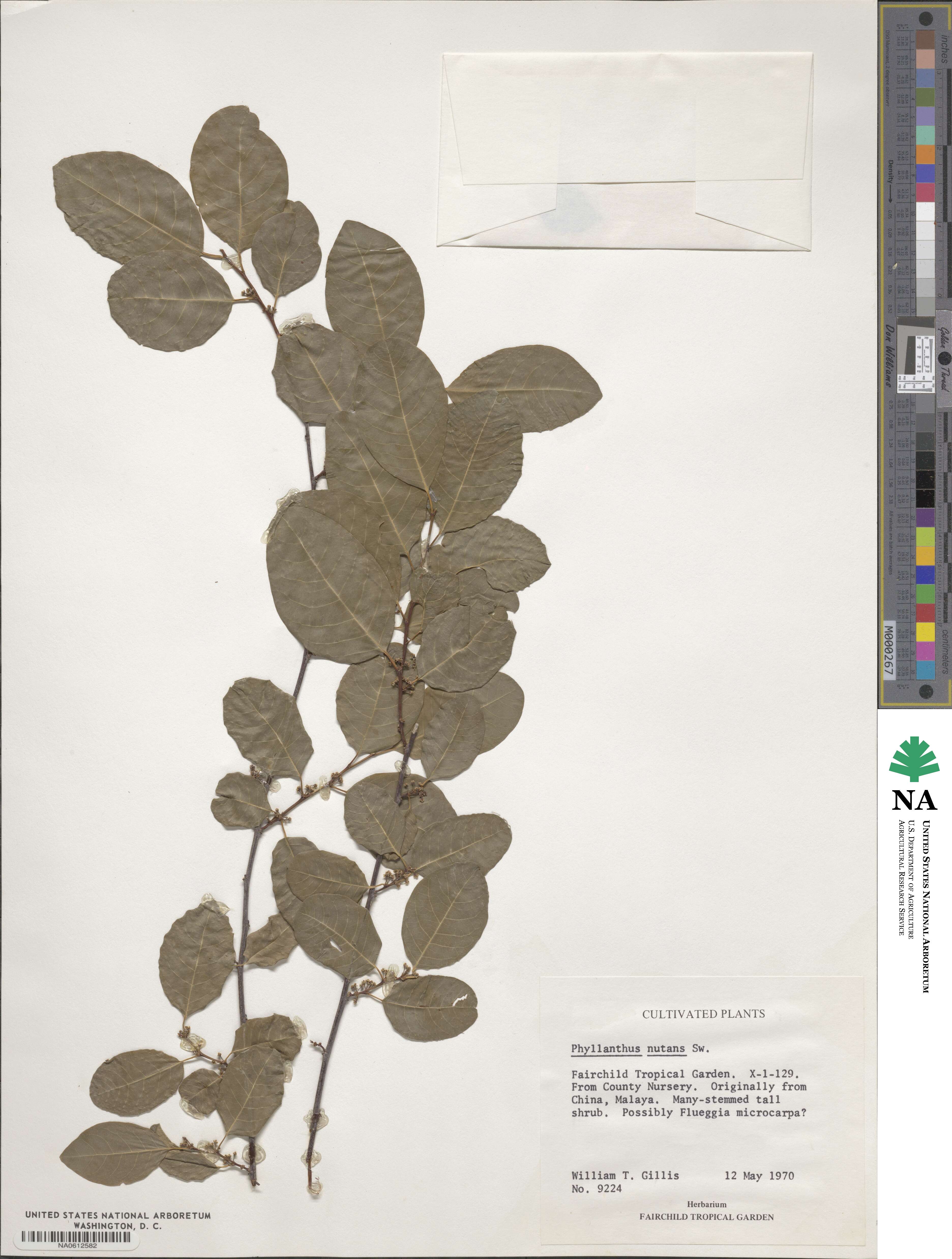 Phyllanthus nutans image