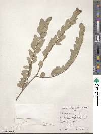 Phyllanthus distichus image