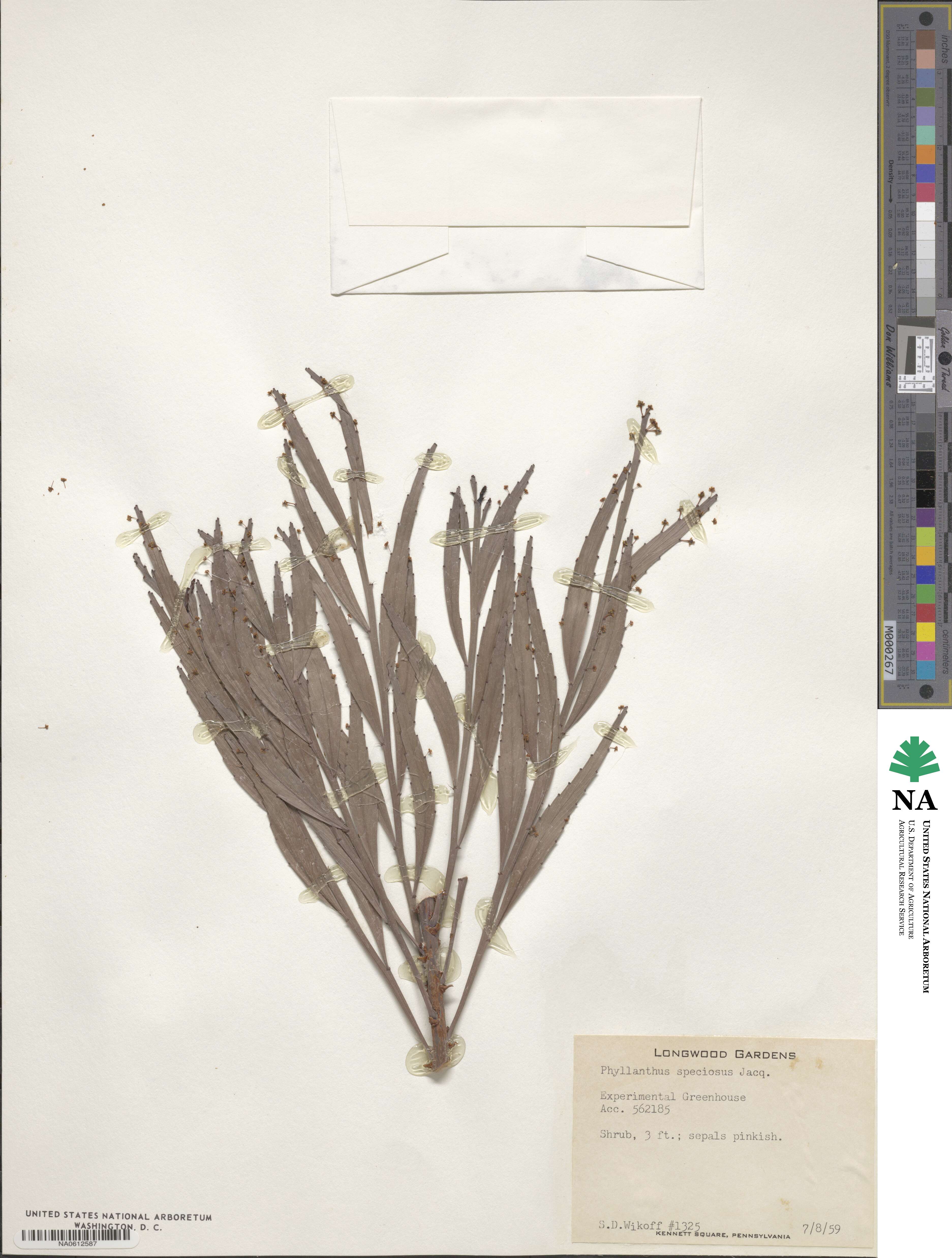 Phyllanthus speciosus image
