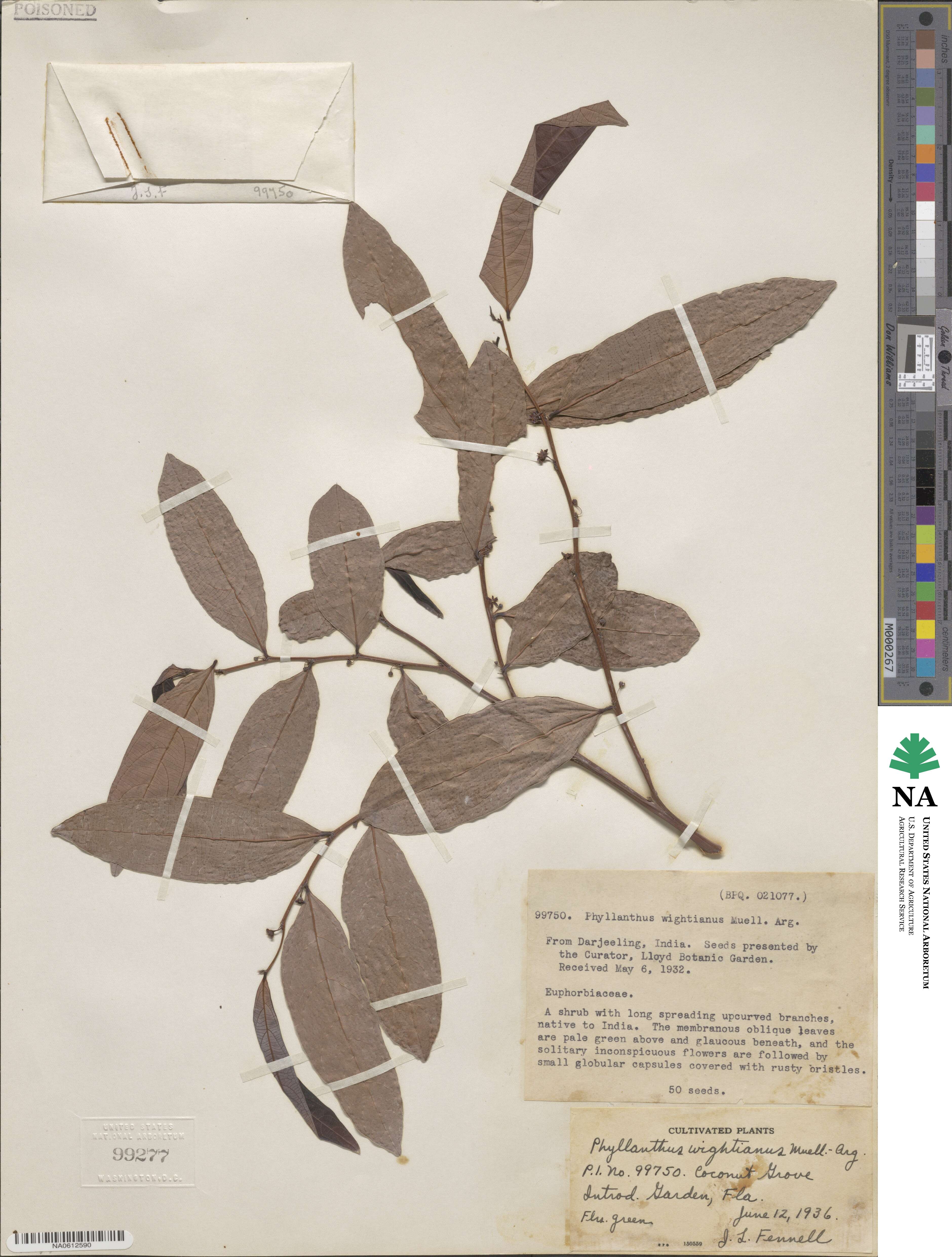 Phyllanthus wightianus image