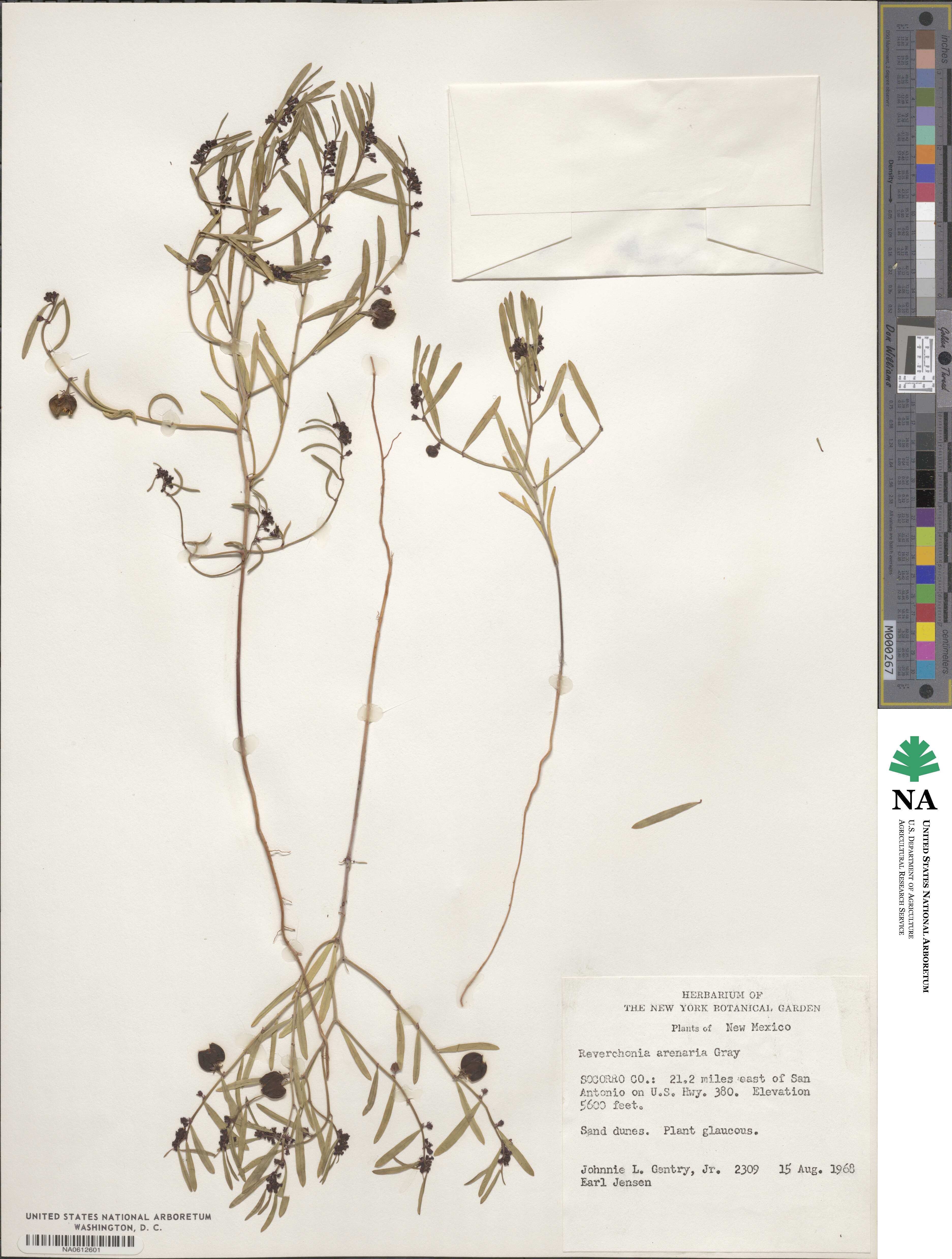 Phyllanthus warnockii image