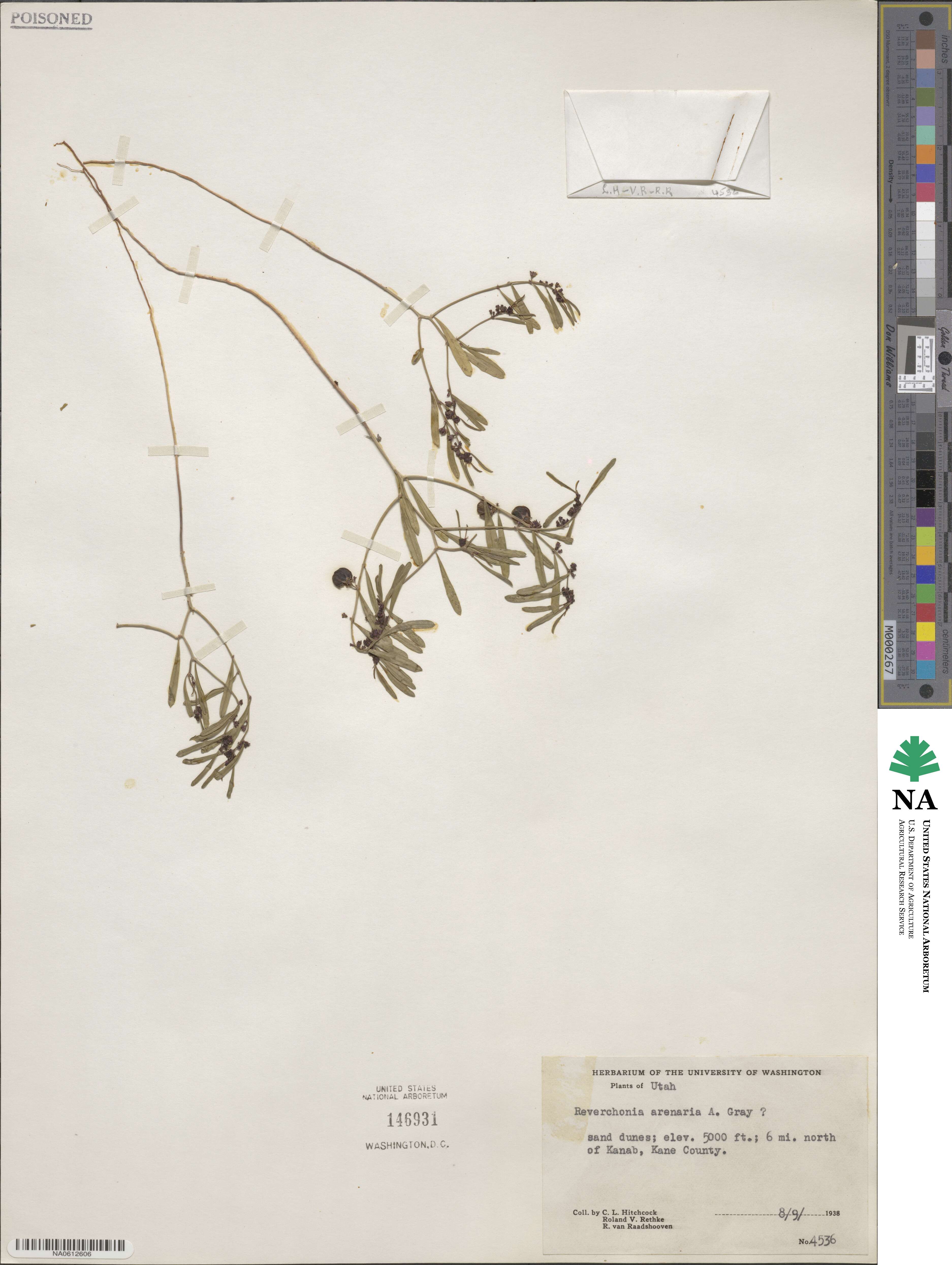 Phyllanthus warnockii image
