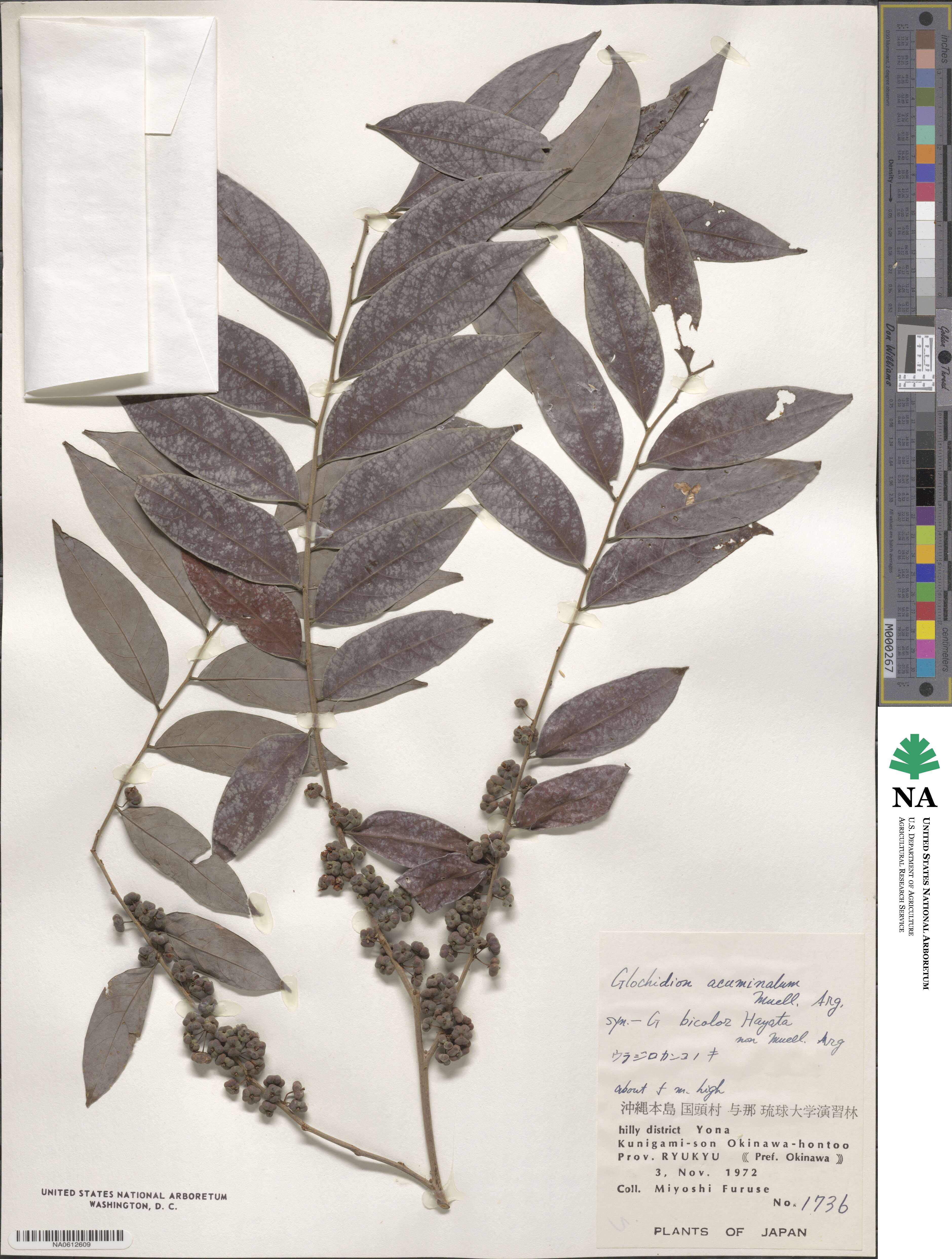 Glochidion acuminatum image