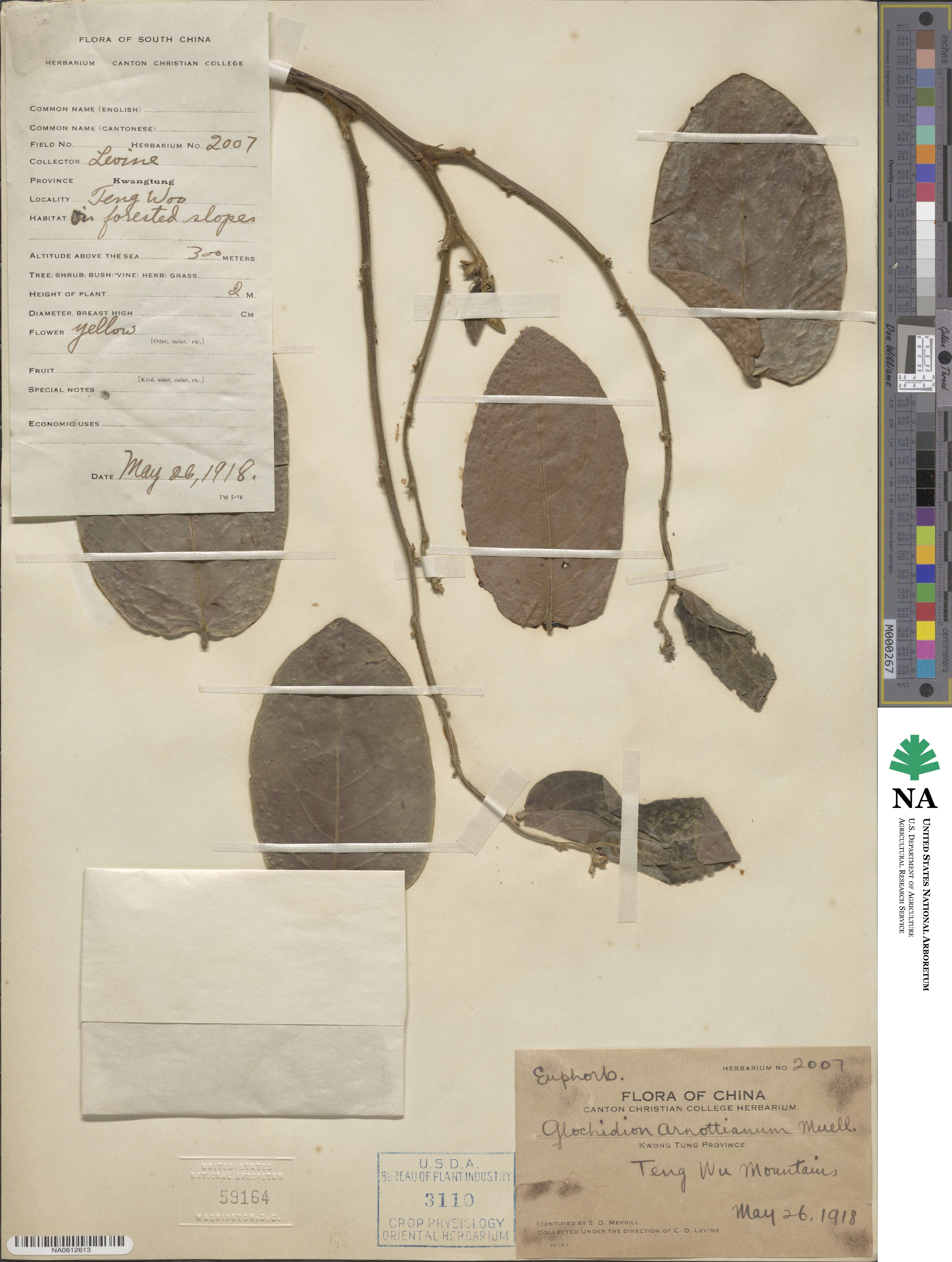 Glochidion zeylanicum var. tomentosum image