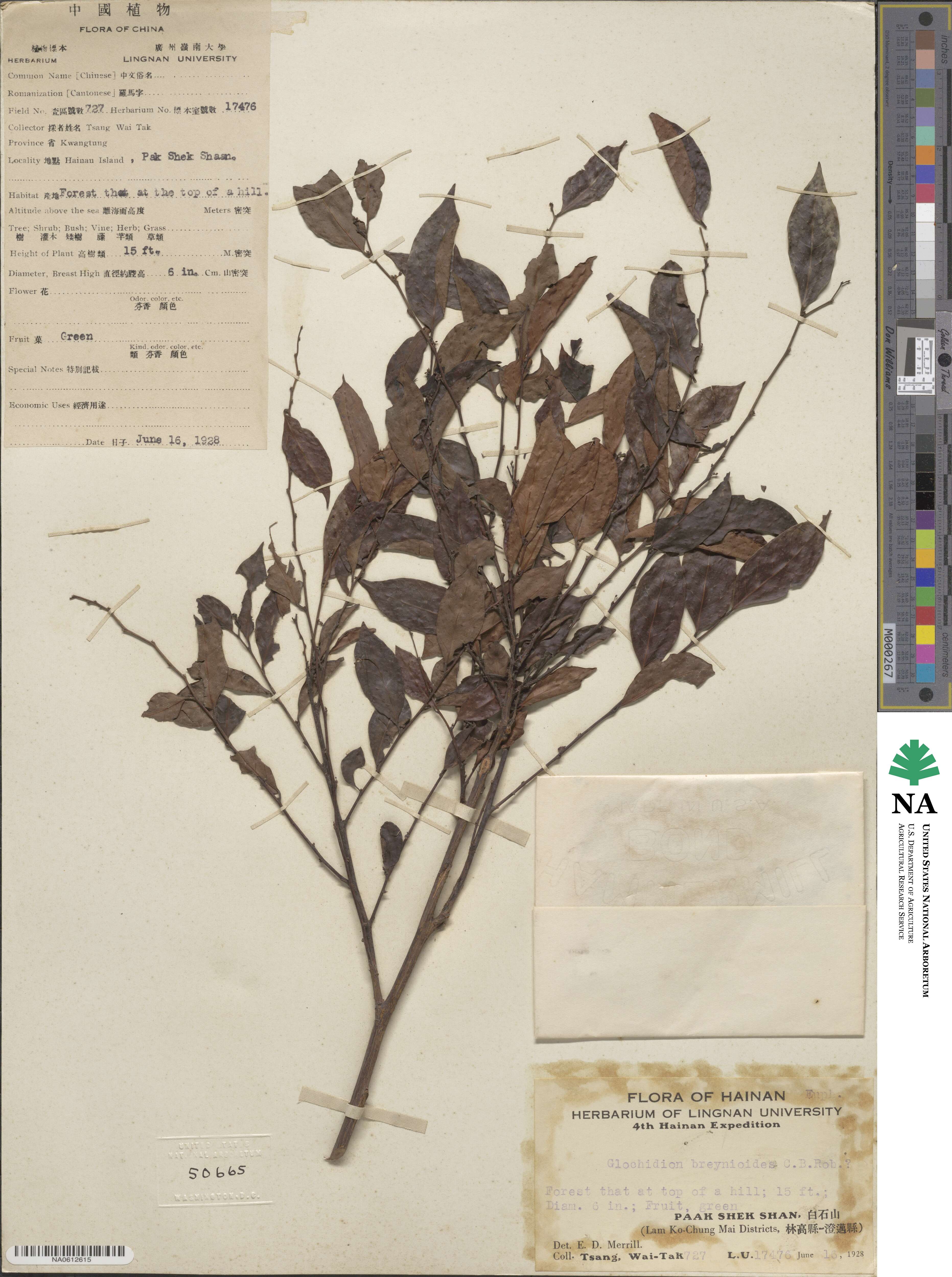 Glochidion lutescens image