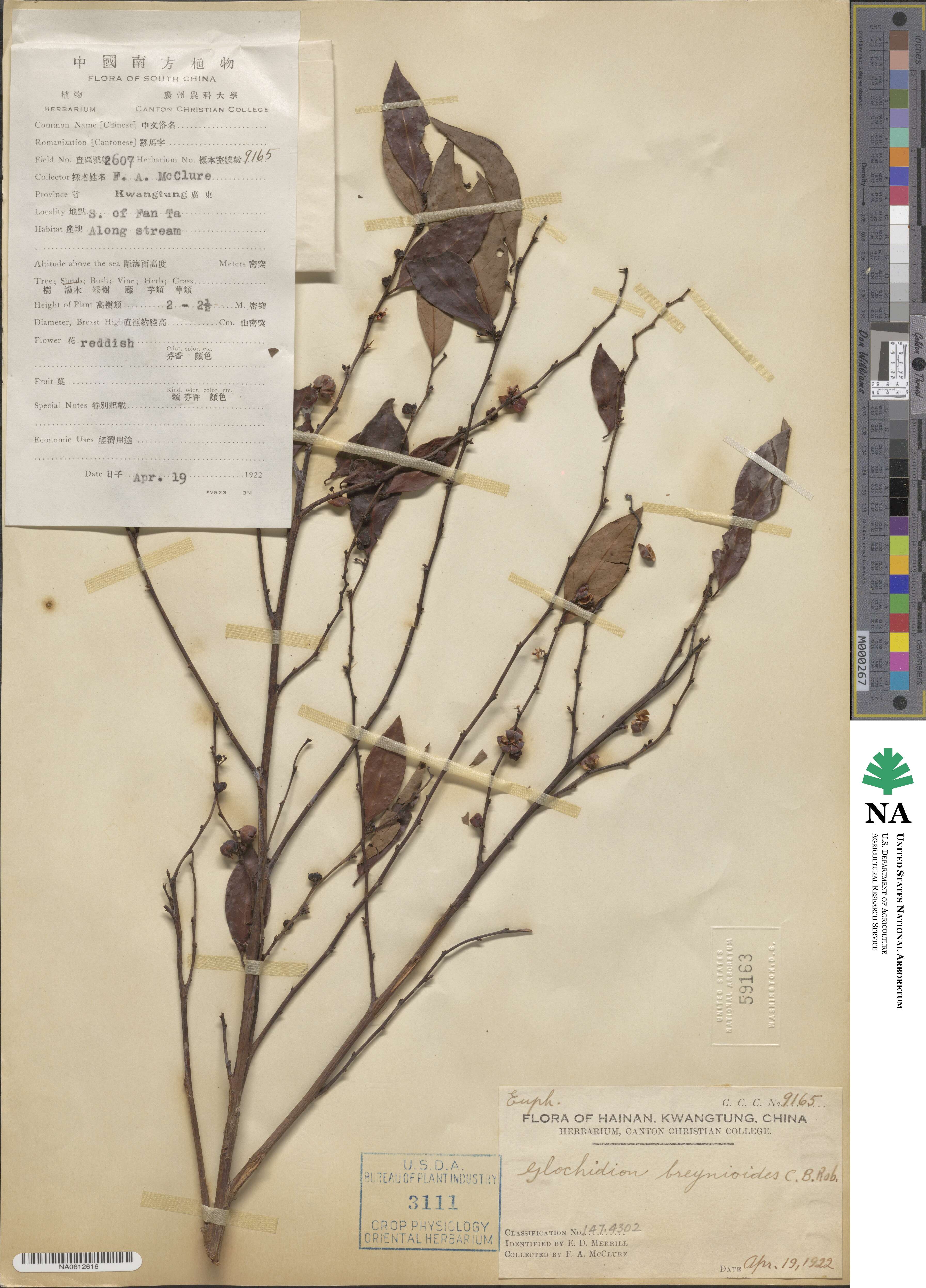 Glochidion lutescens image