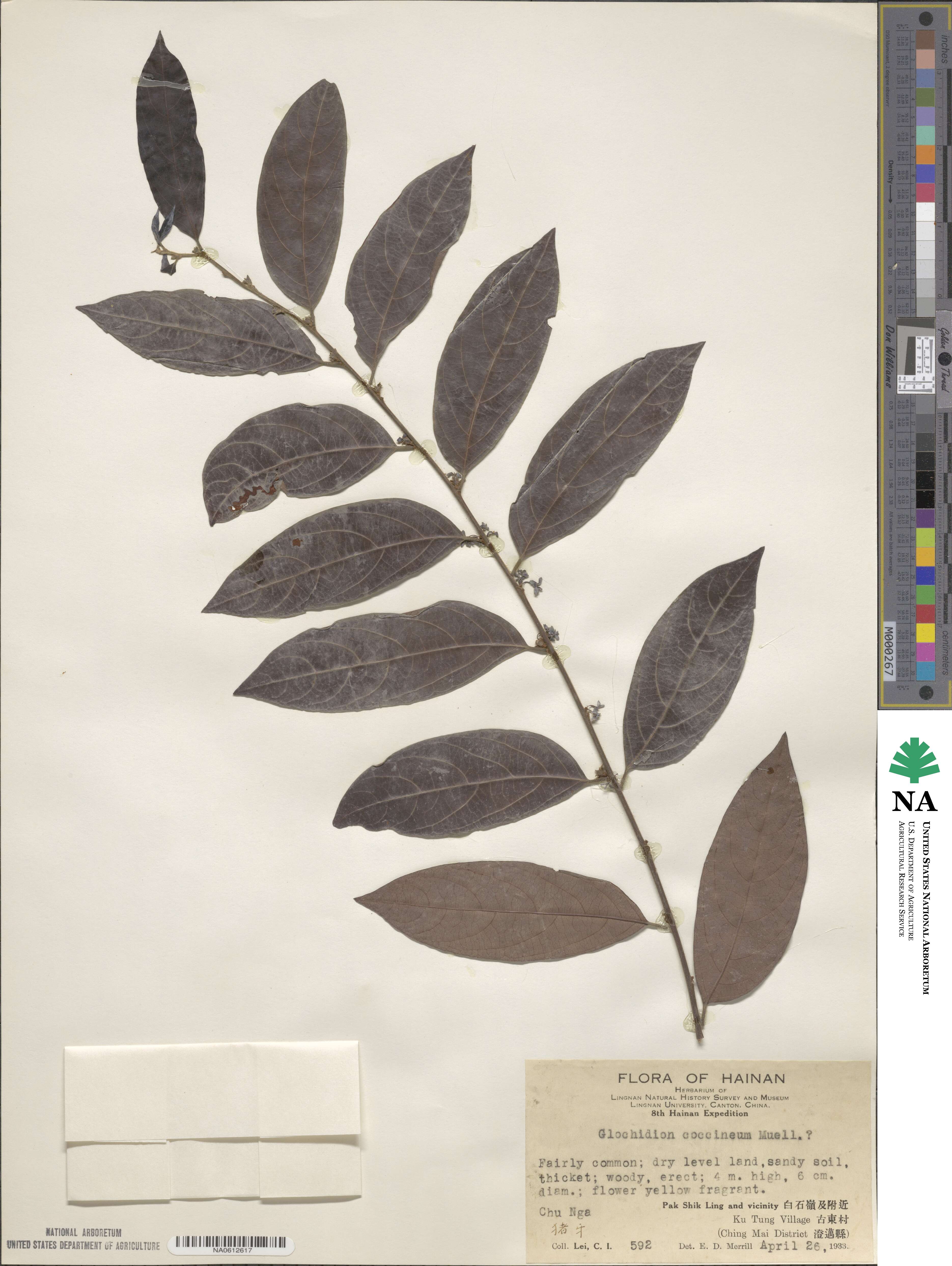 Glochidion coccineum image