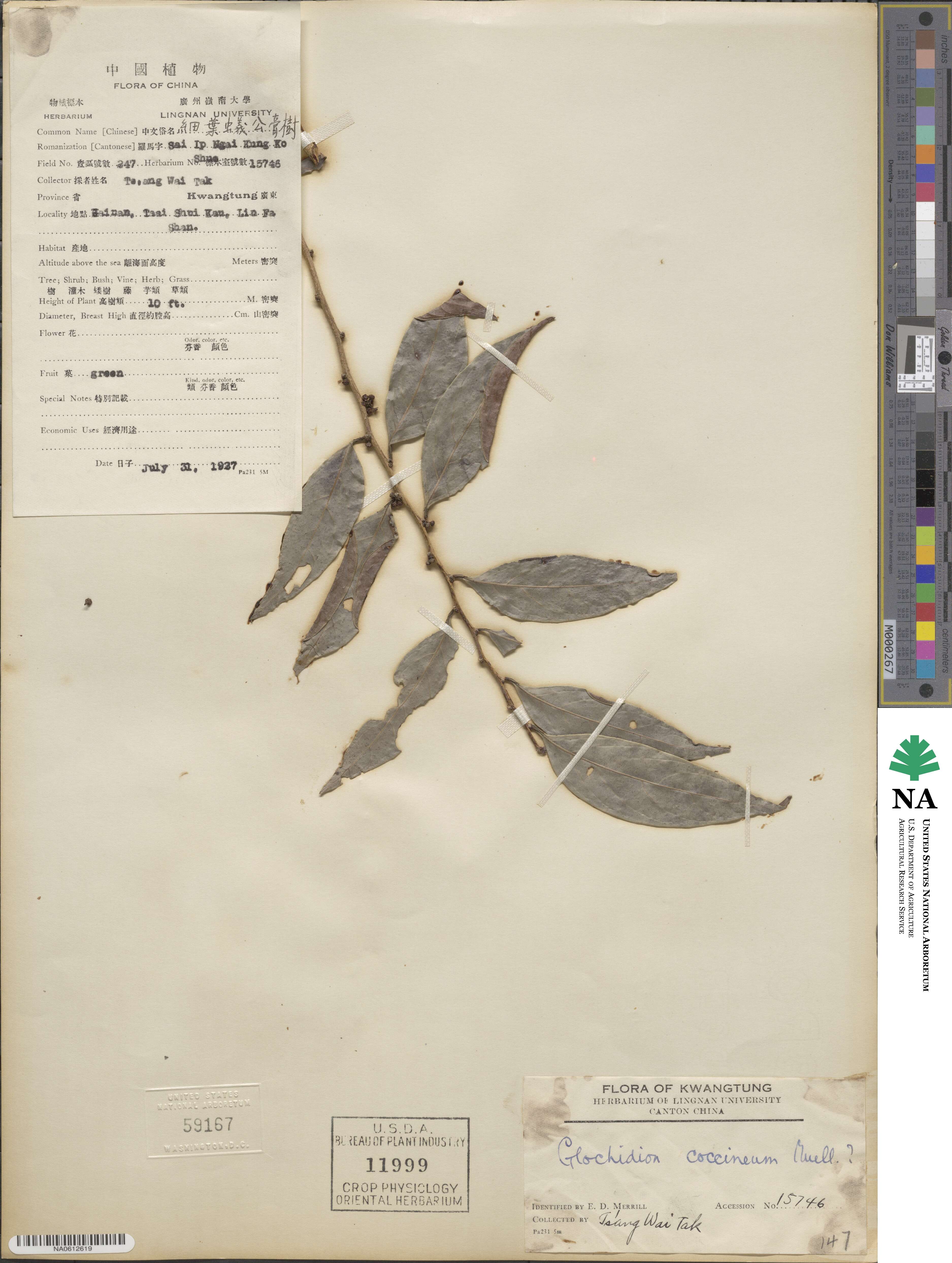 Glochidion coccineum image