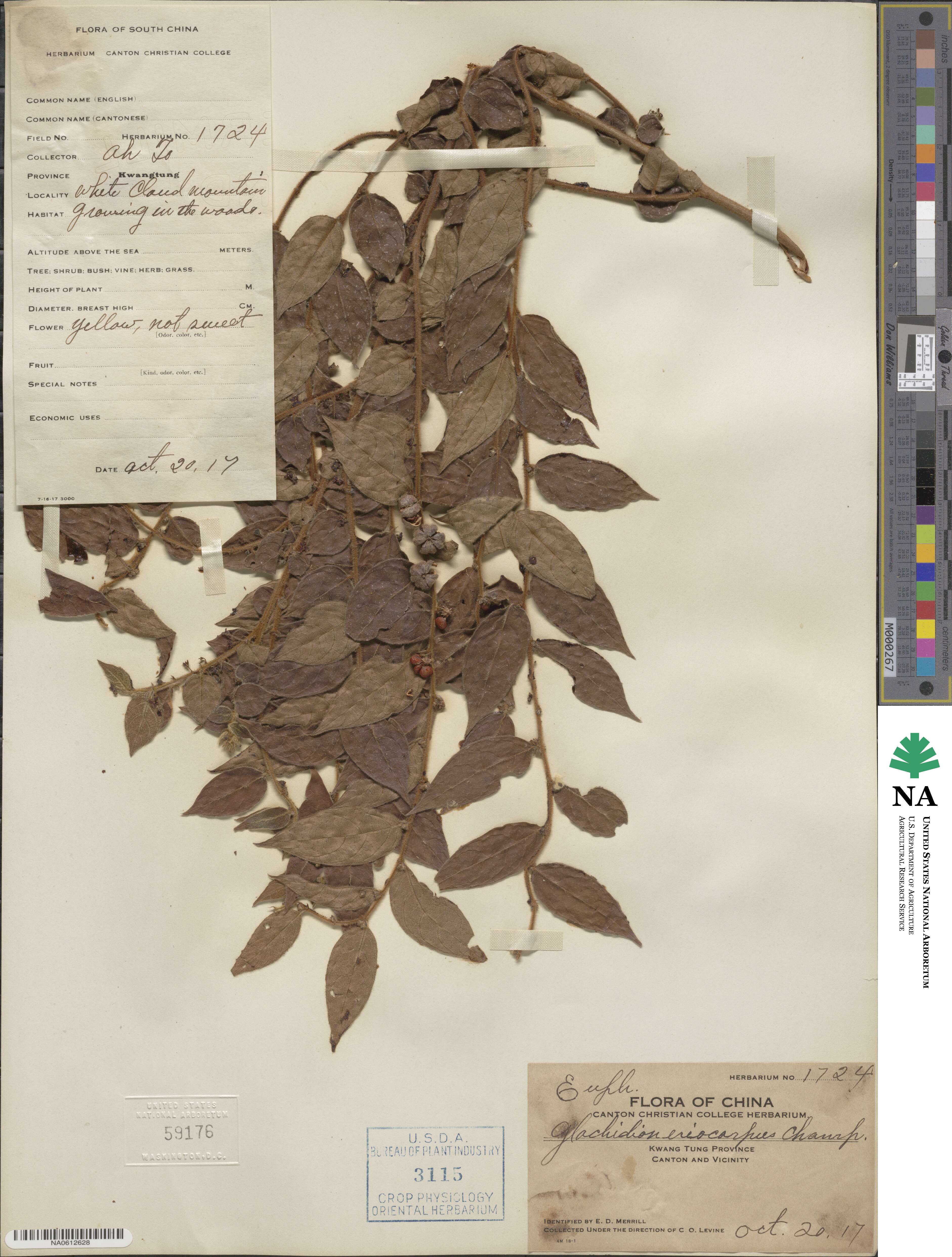 Glochidion eriocarpum image