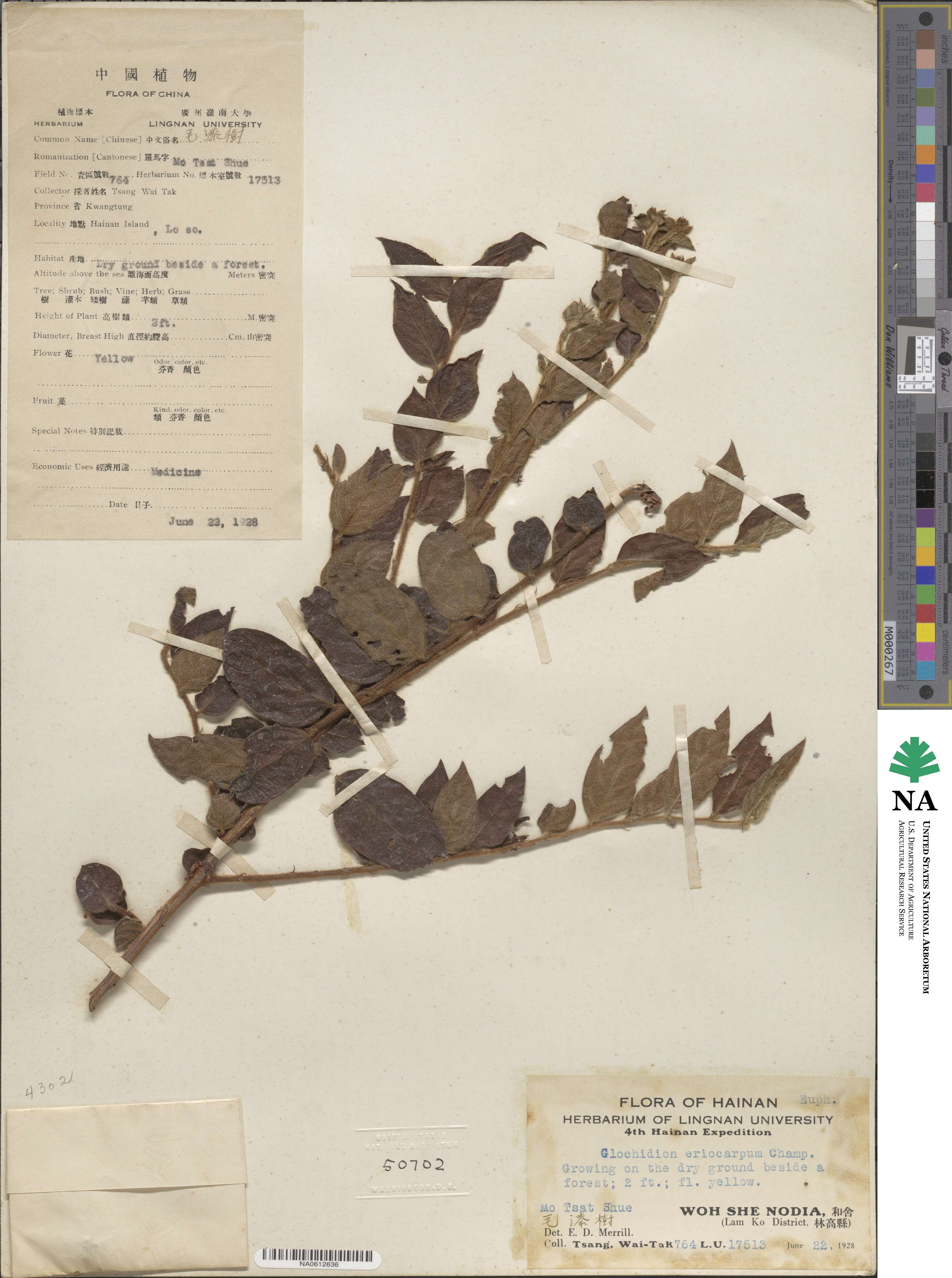 Glochidion eriocarpum image