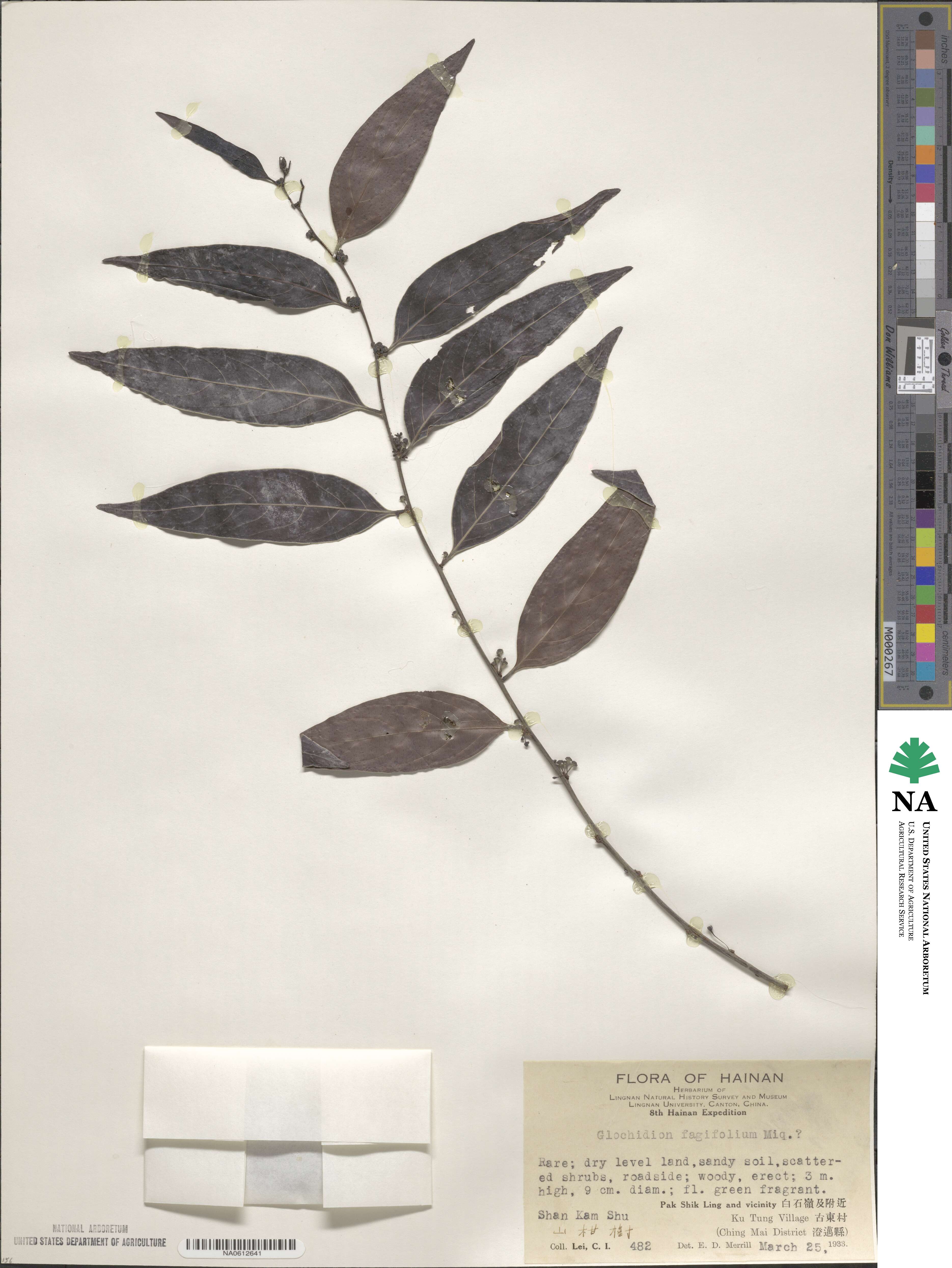 Glochidion hohenackeri image