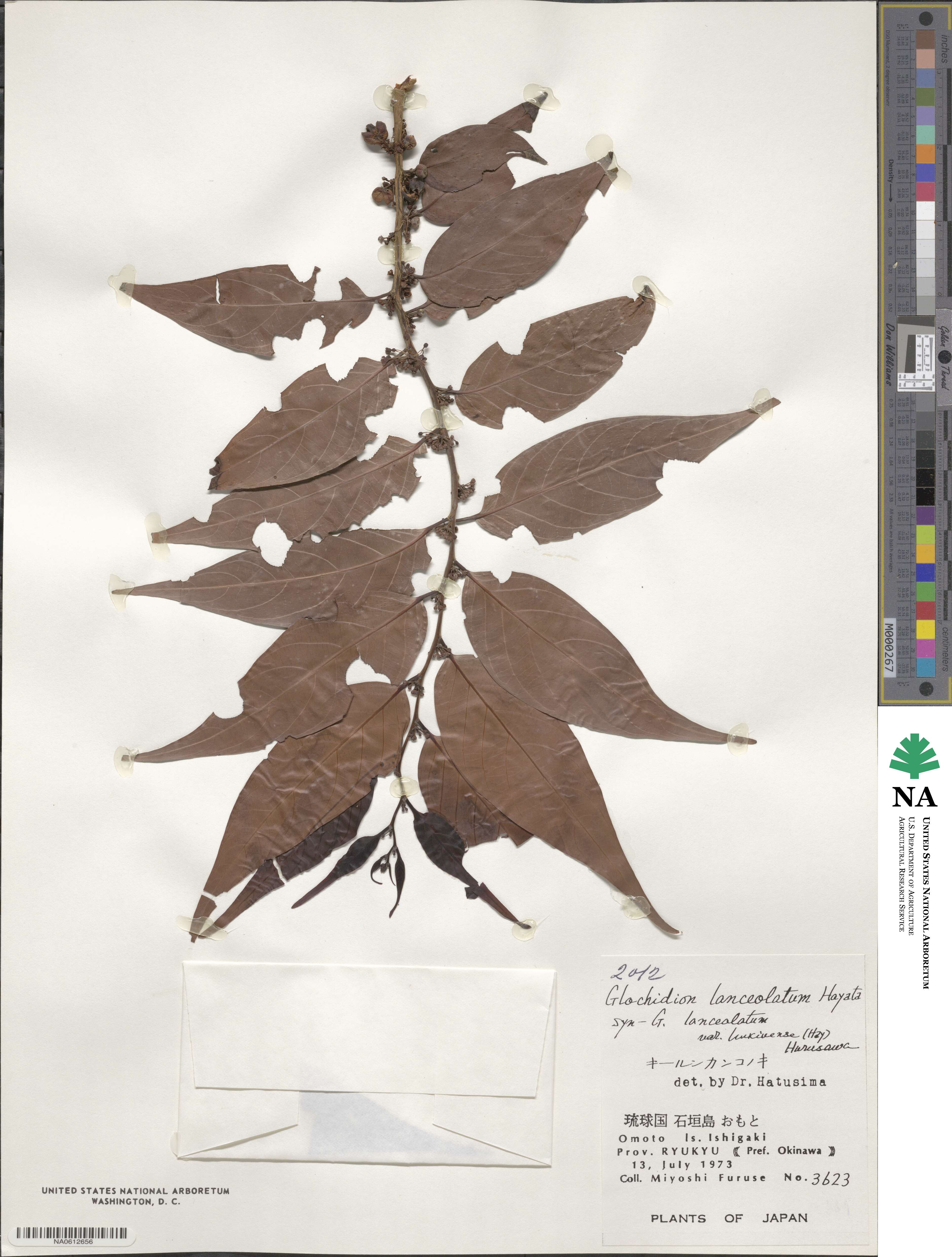 Glochidion lanceolatum image