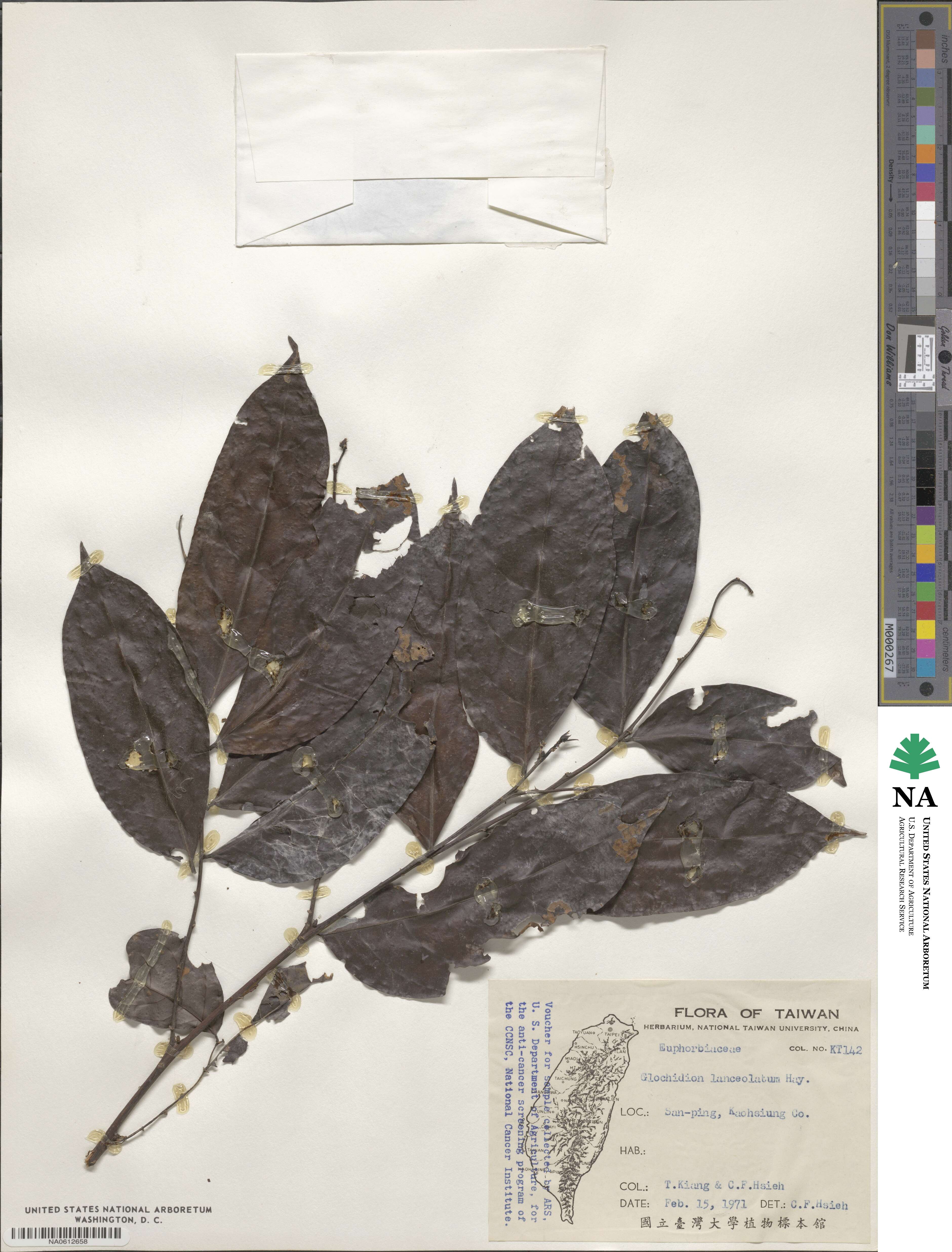 Glochidion lanceolatum image