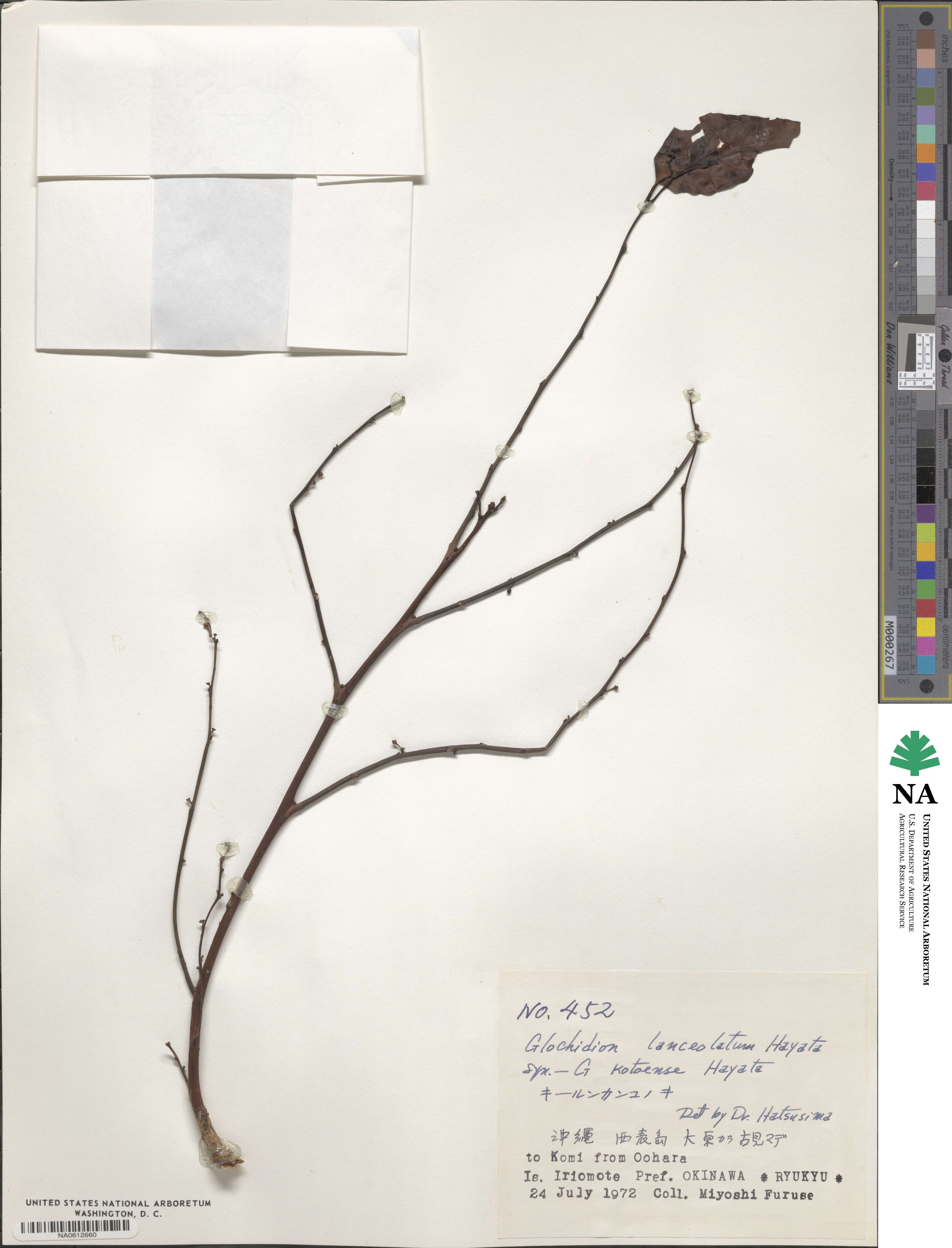 Glochidion lanceolatum image