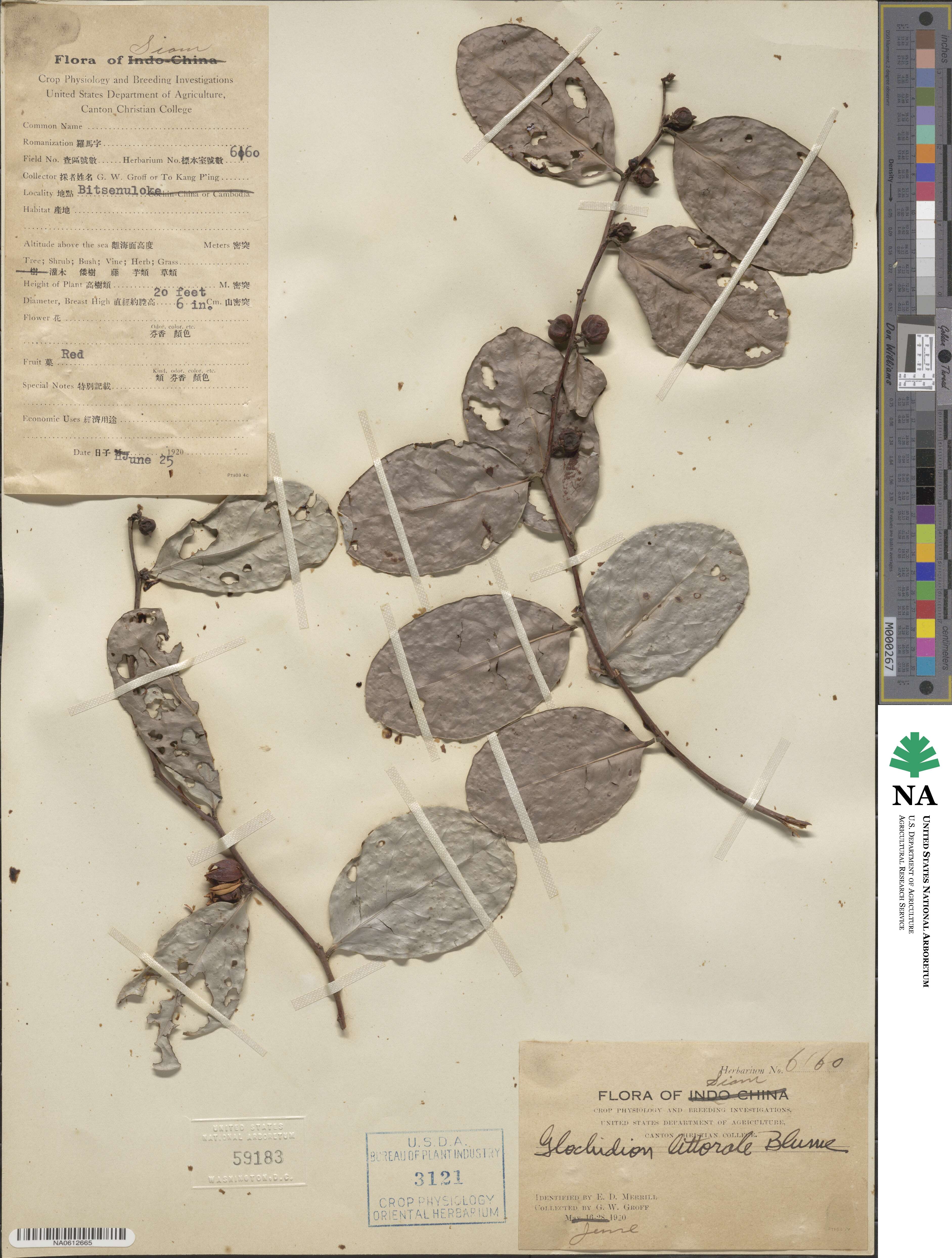 Glochidion littorale image