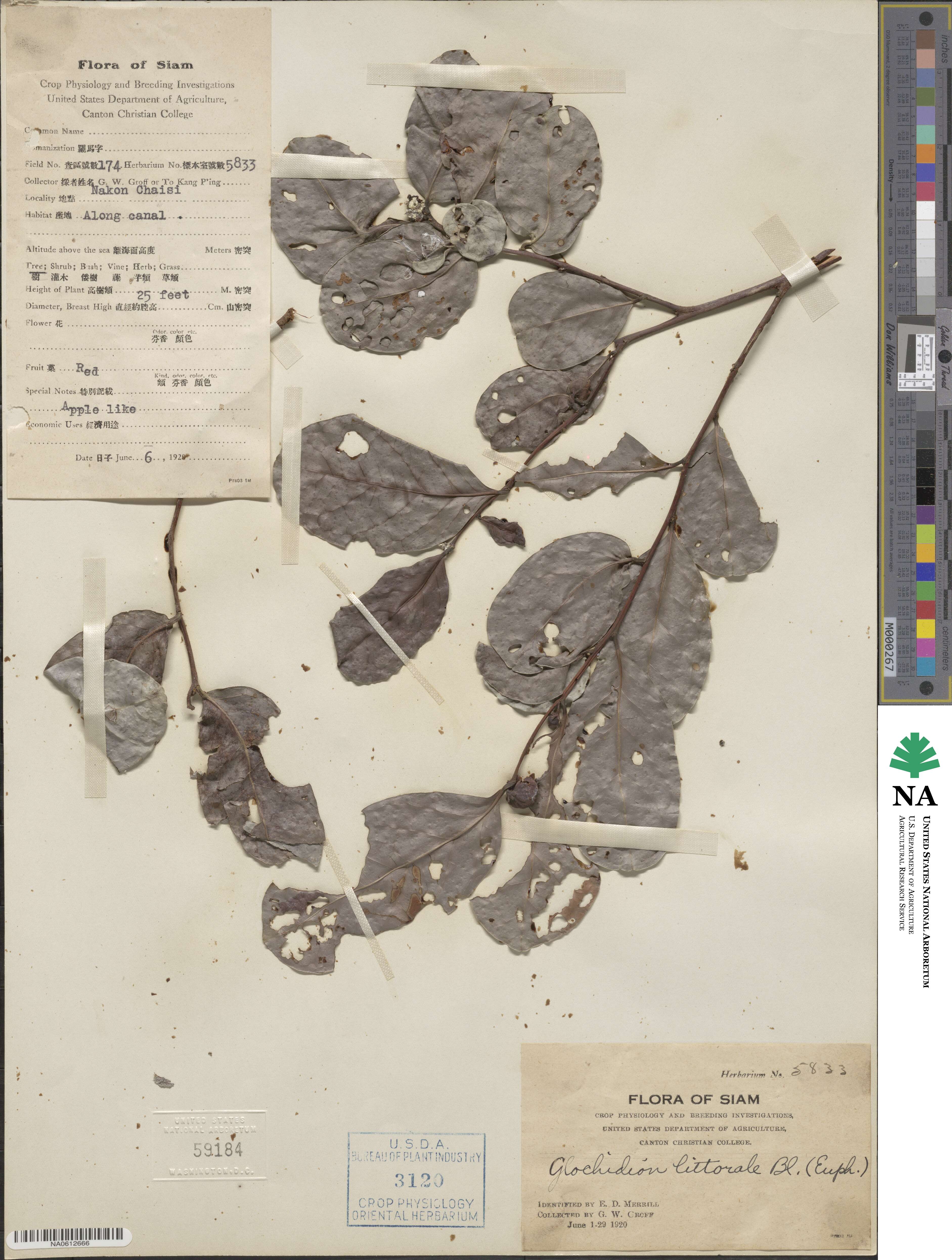 Glochidion littorale image