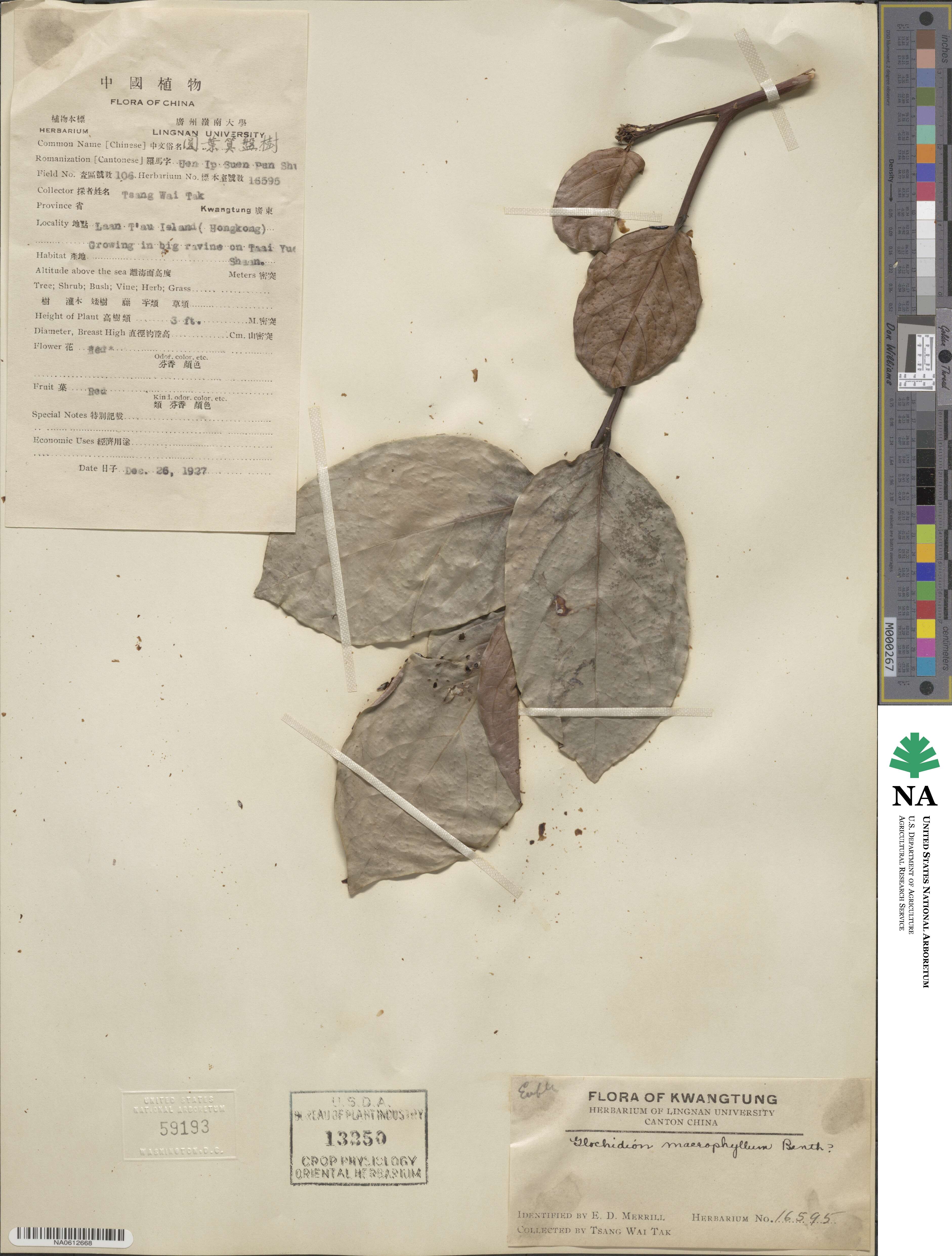 Glochidion macrophyllum image